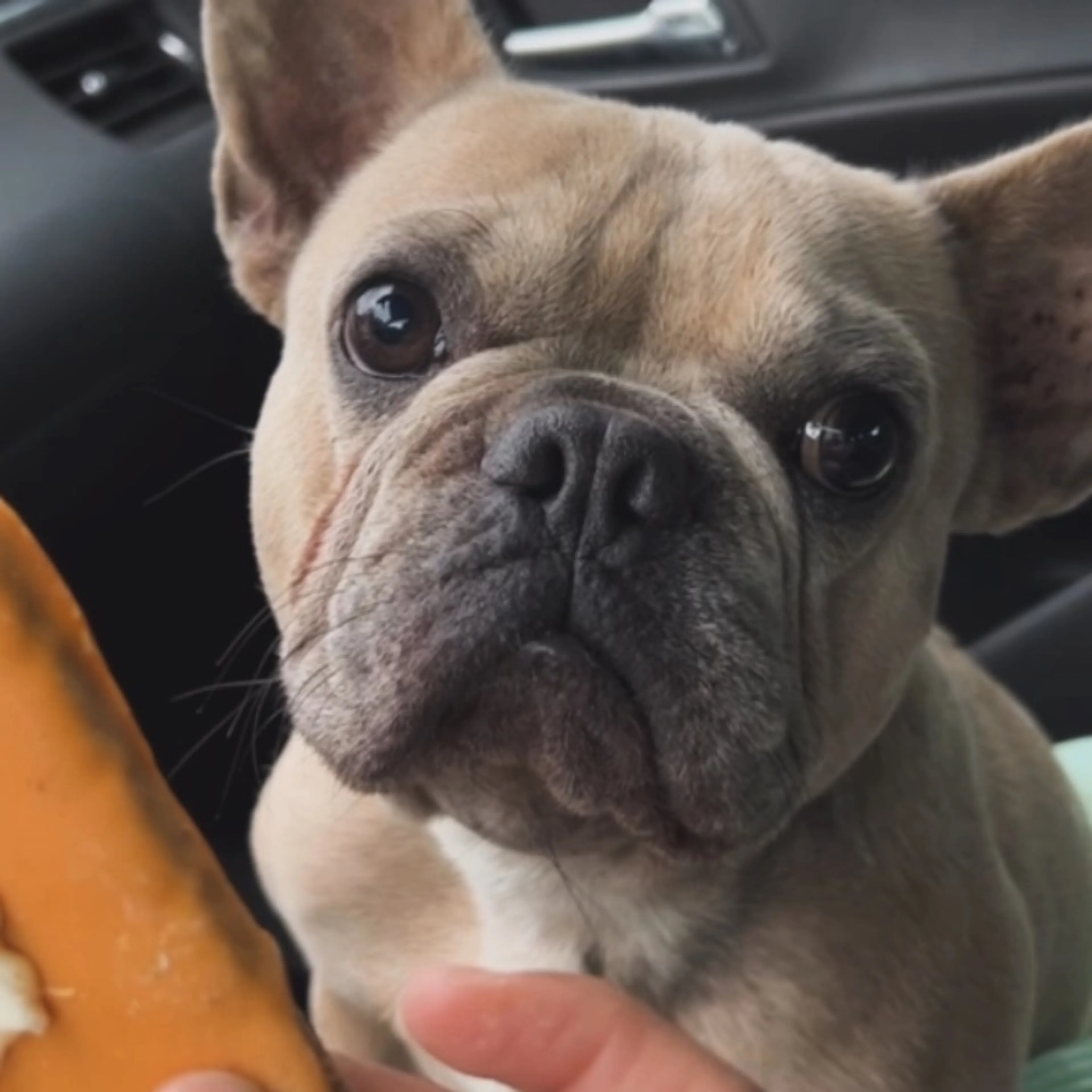 Lost pet
