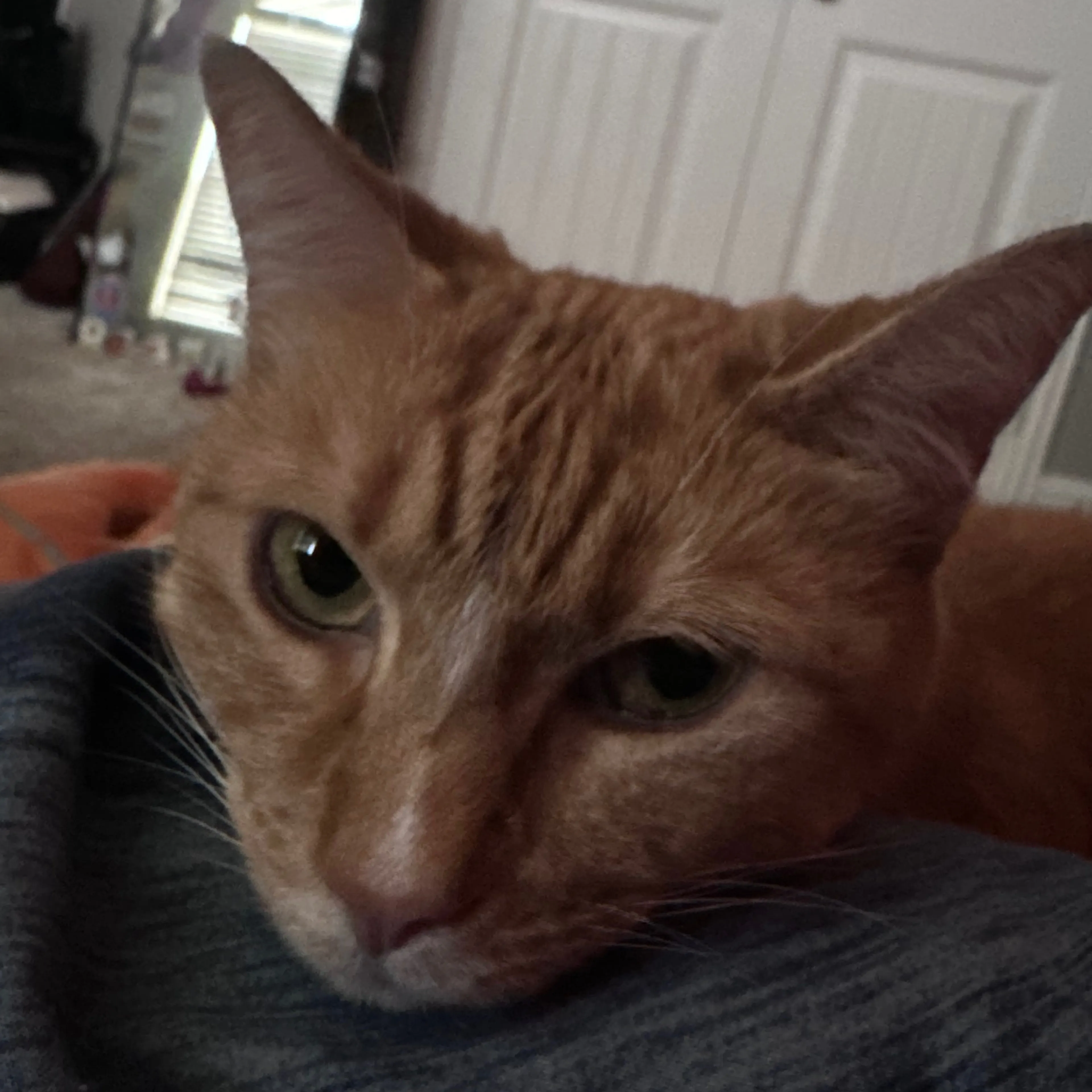 Lost pet-2