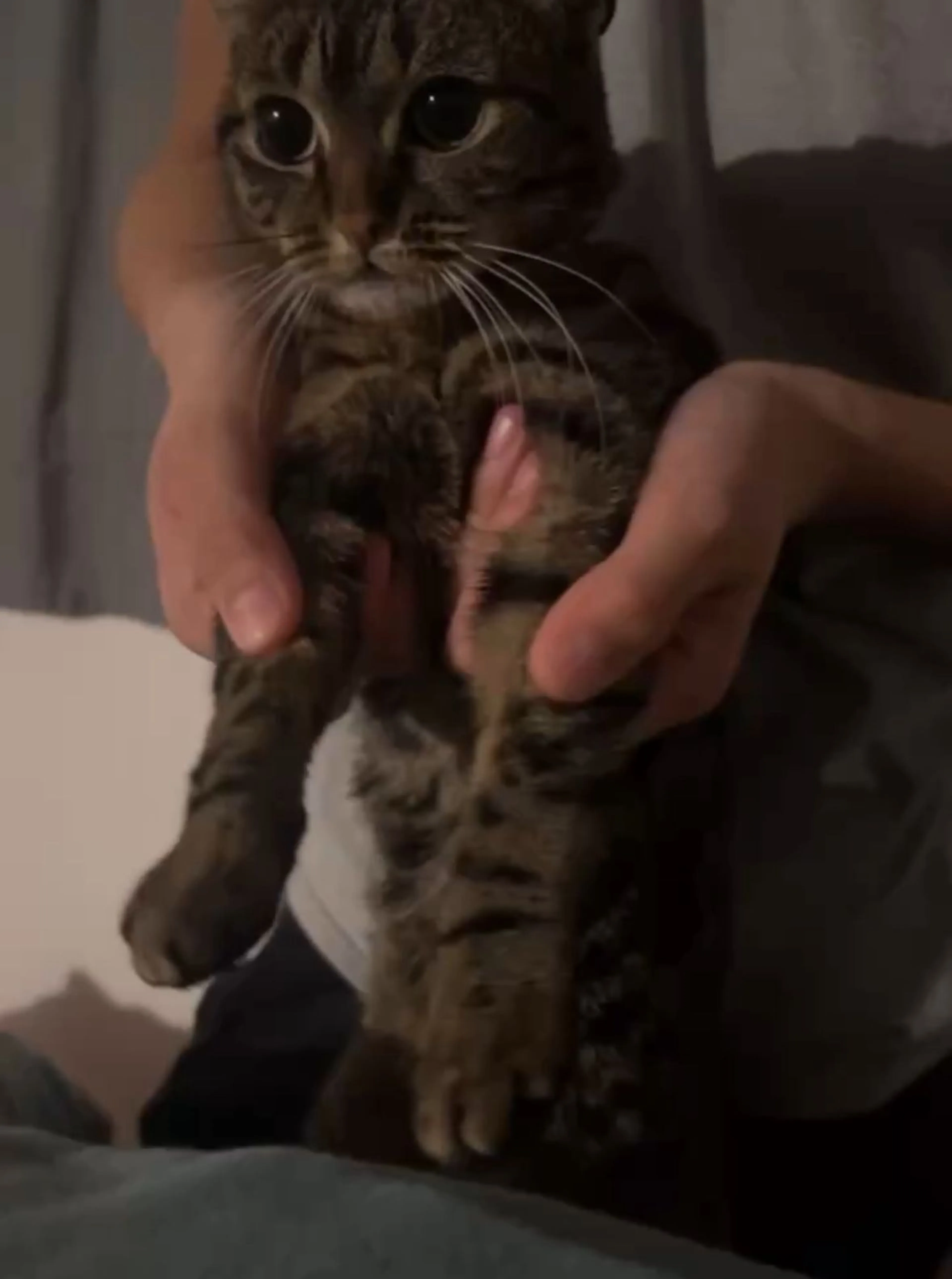 Lost pet