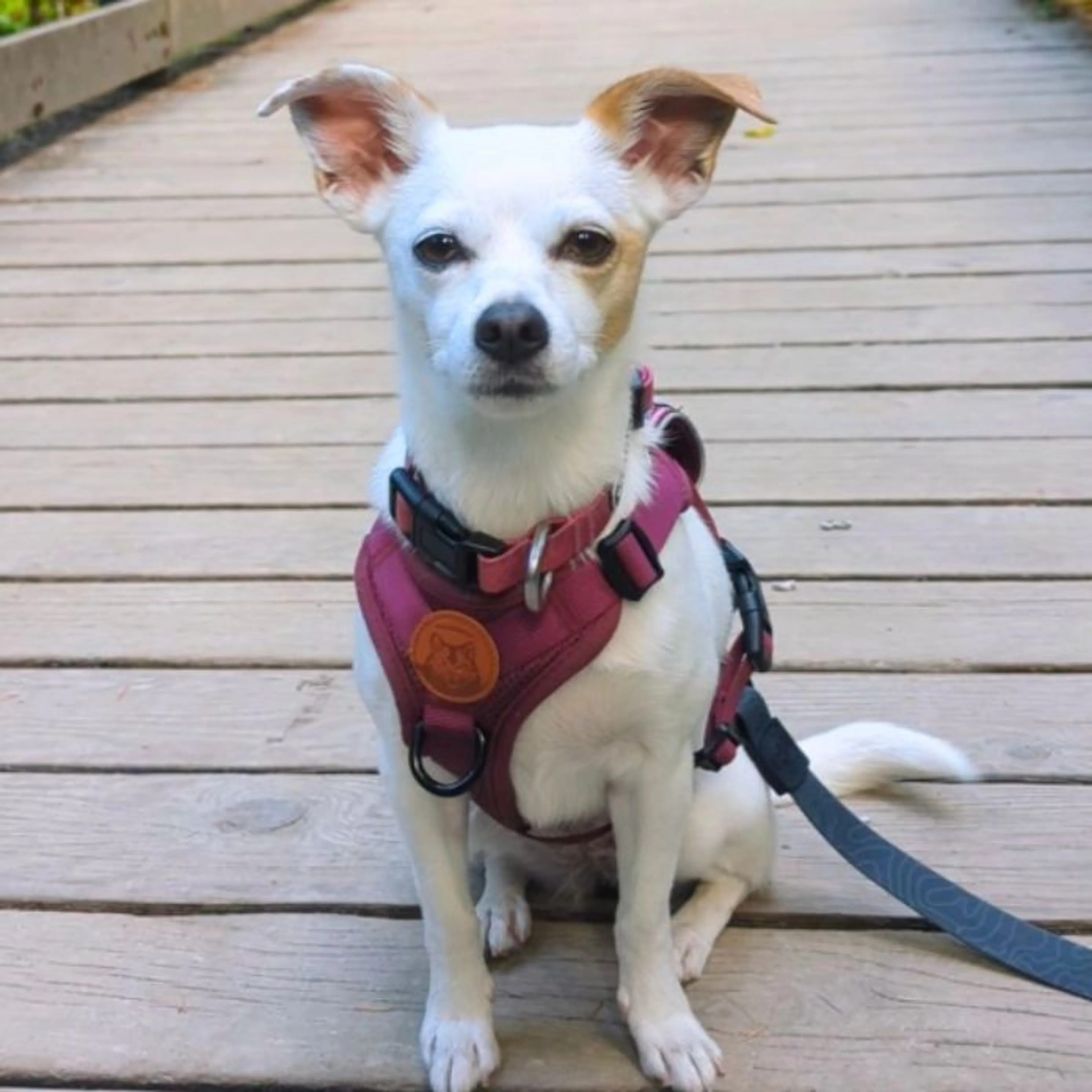 Lost pet