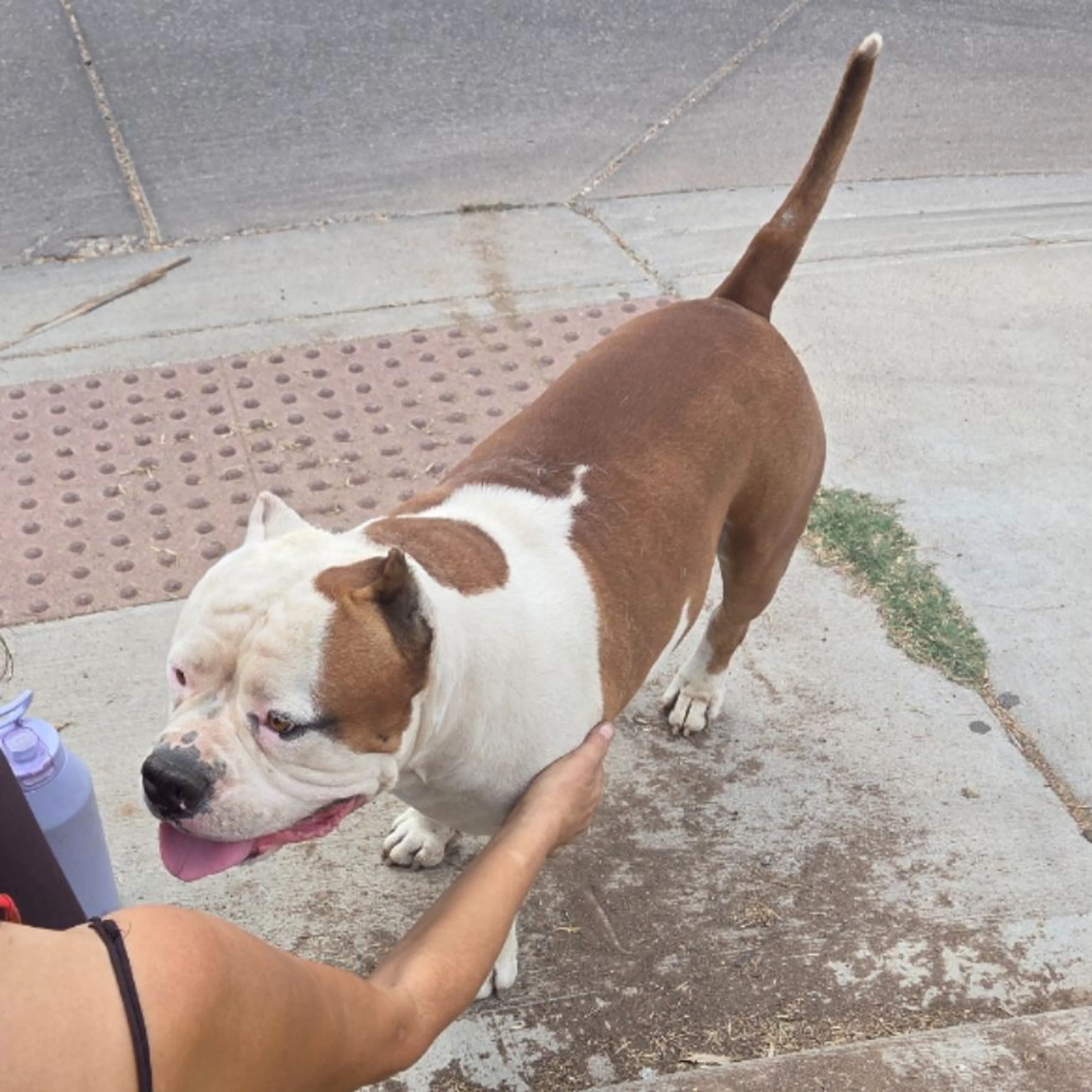 Found pet