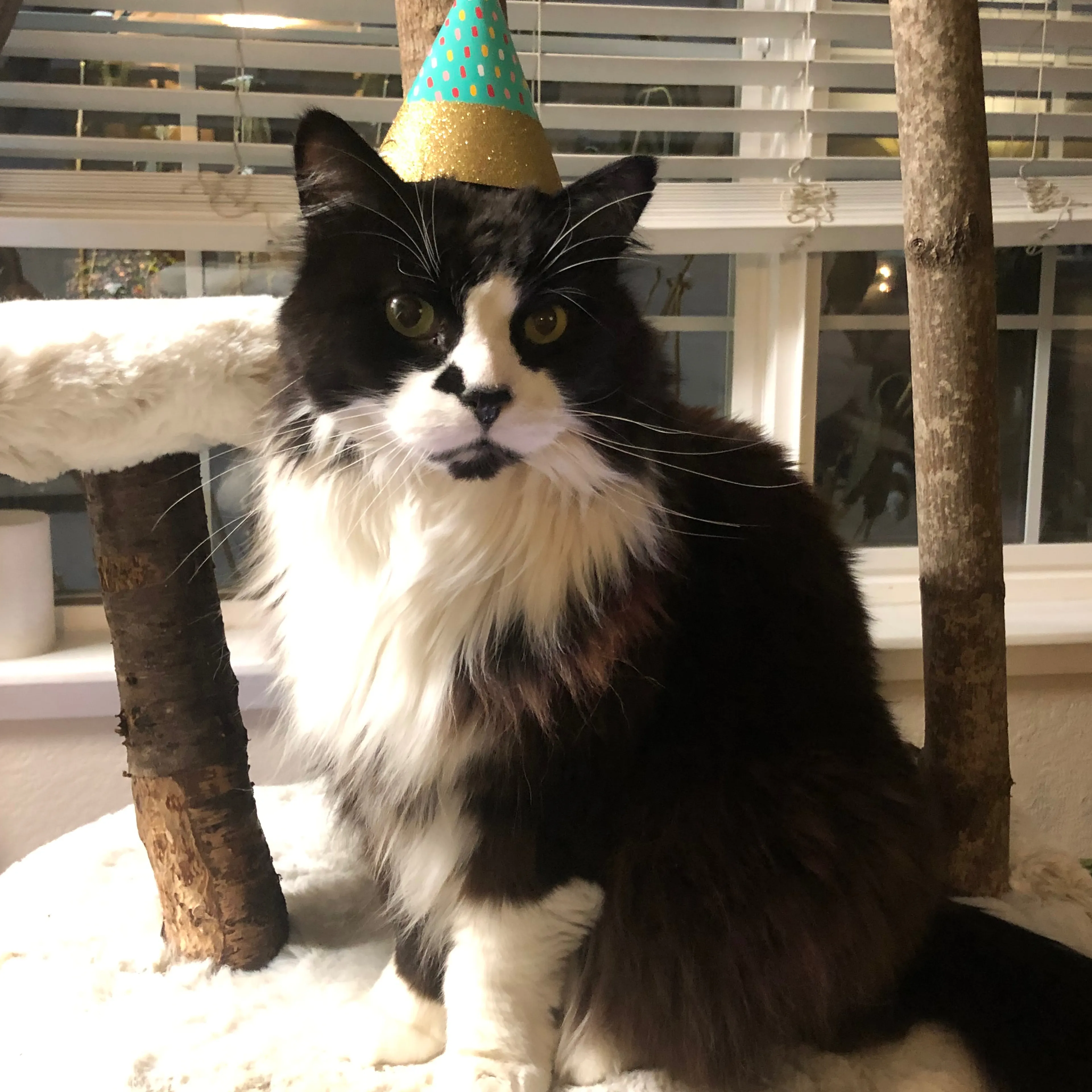 Lost pet-3