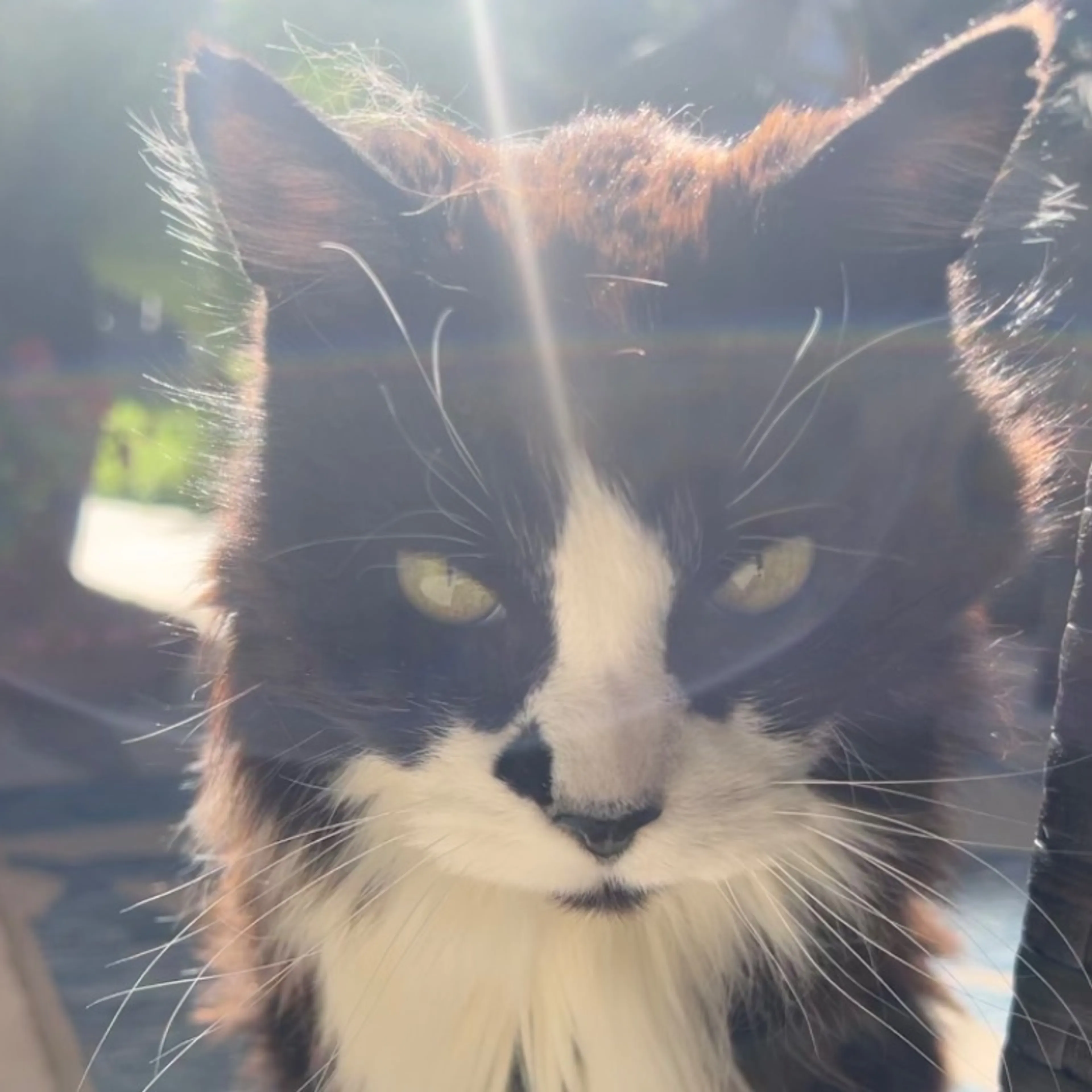 Lost pet-0
