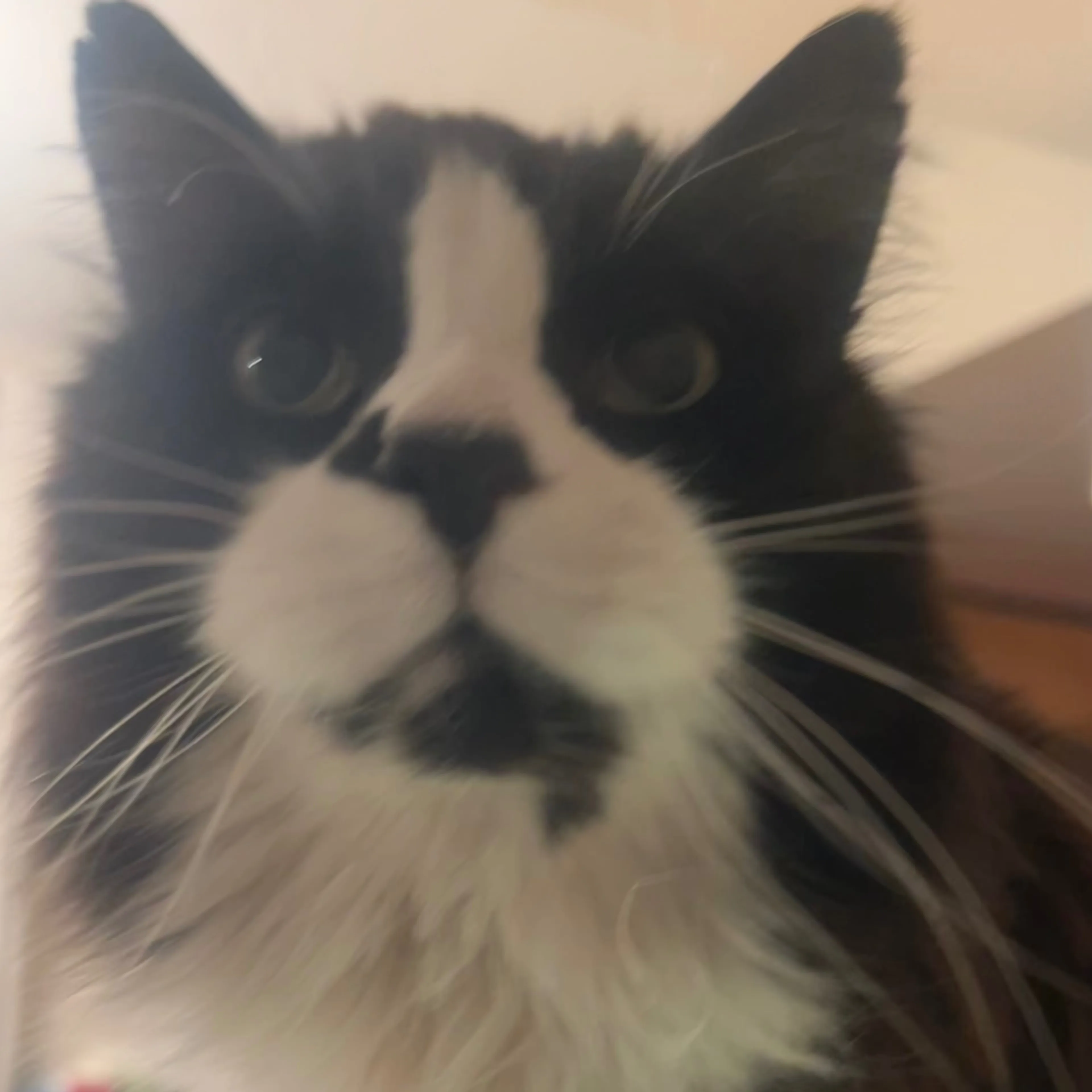 Lost pet-2