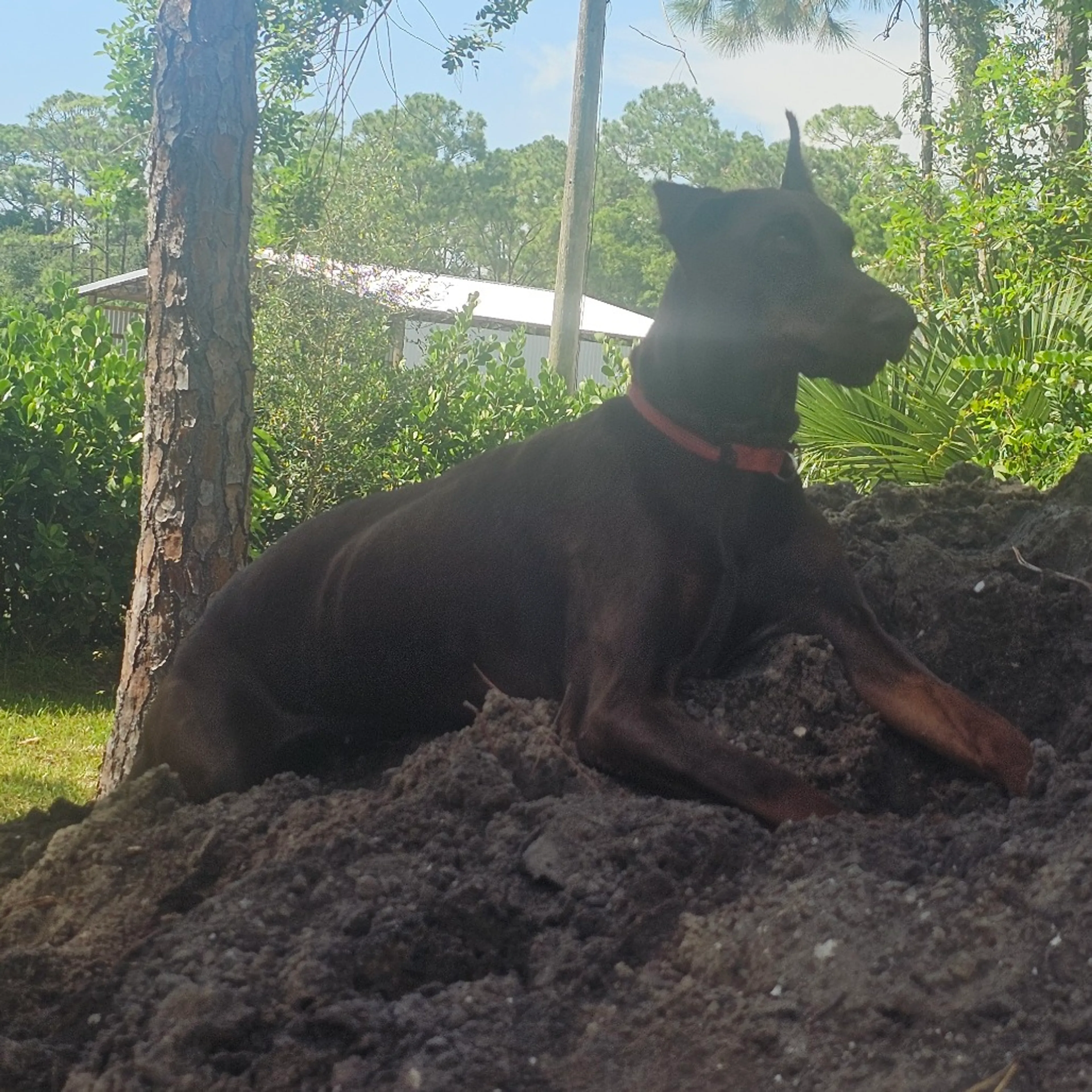 Found pet-2
