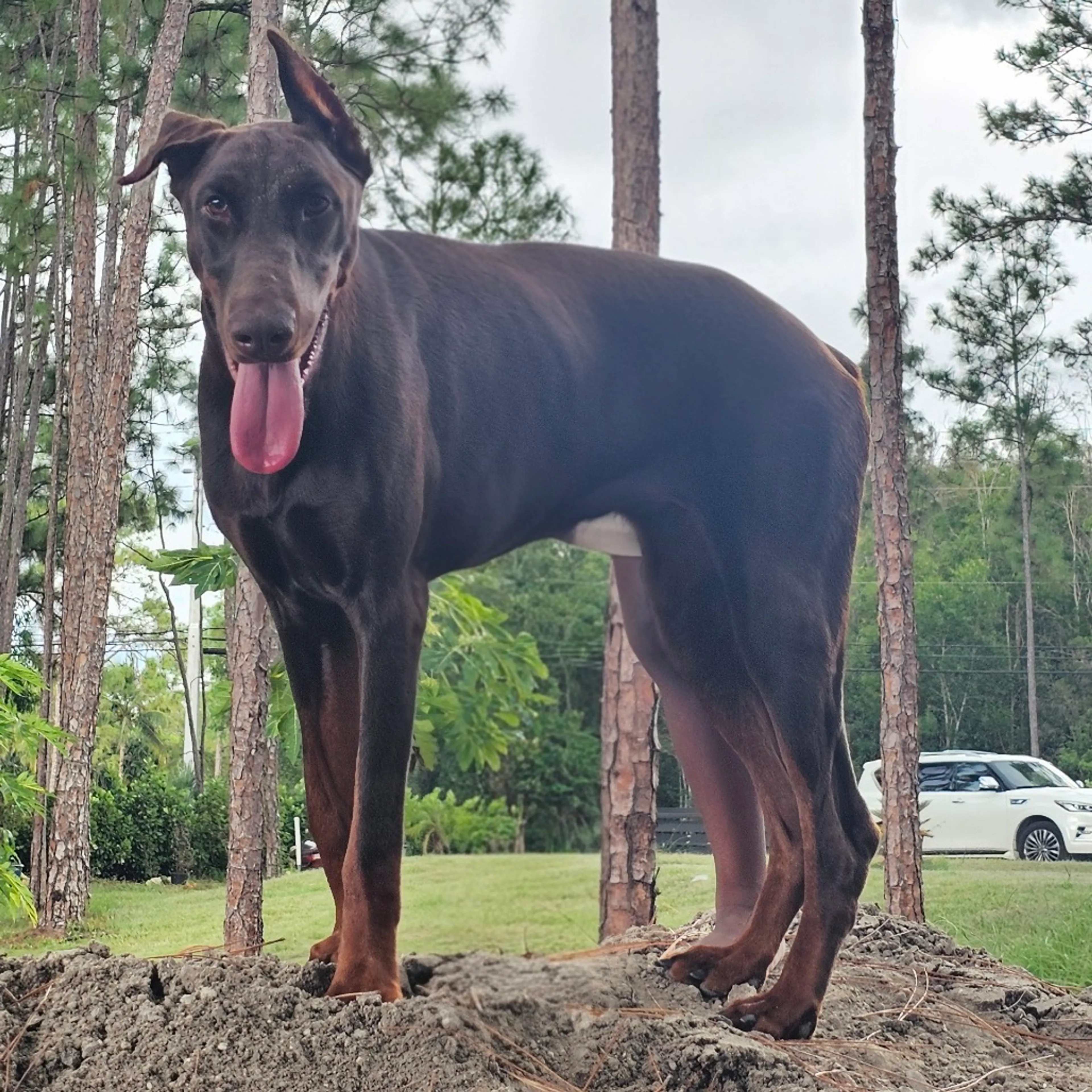Found pet-1