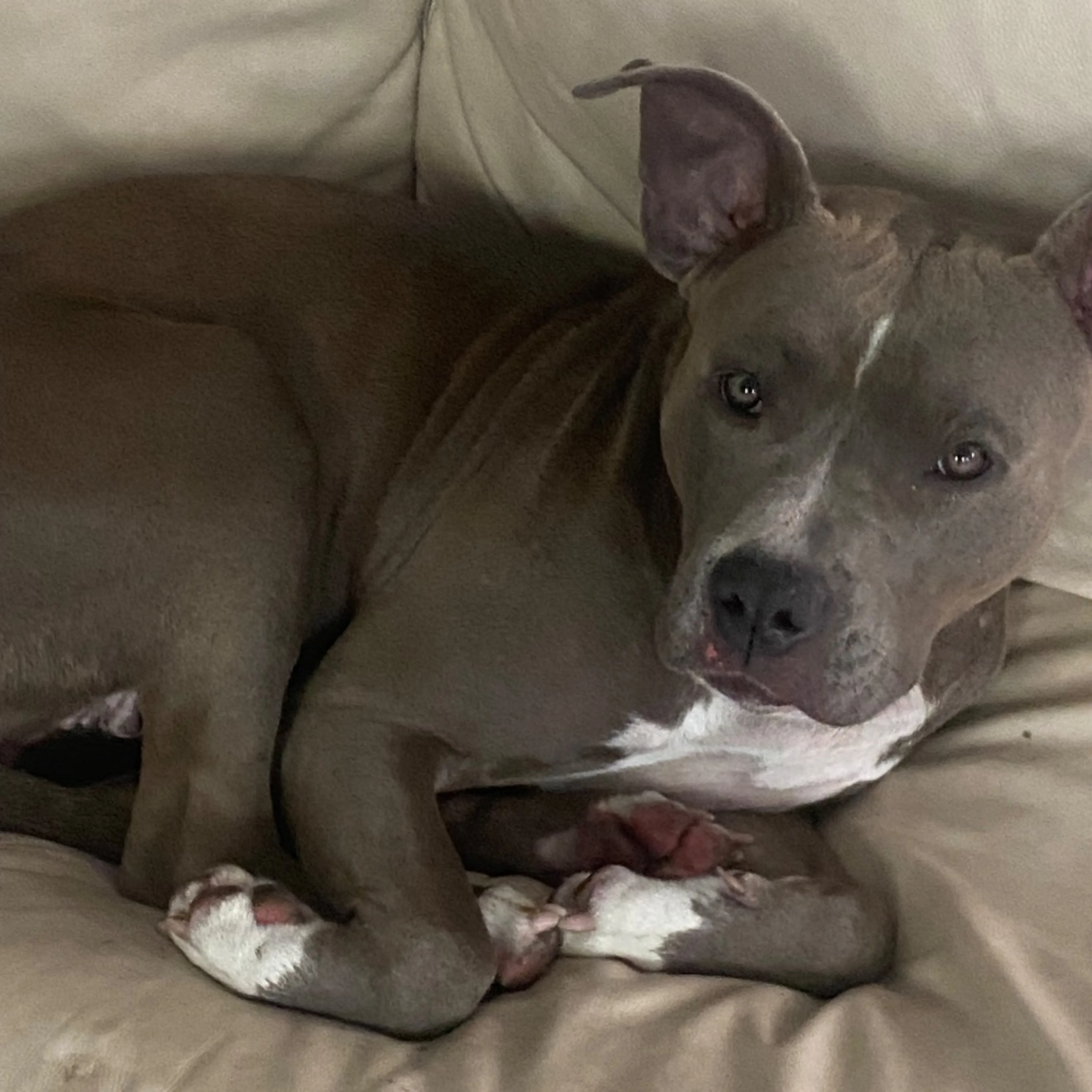 Found pet