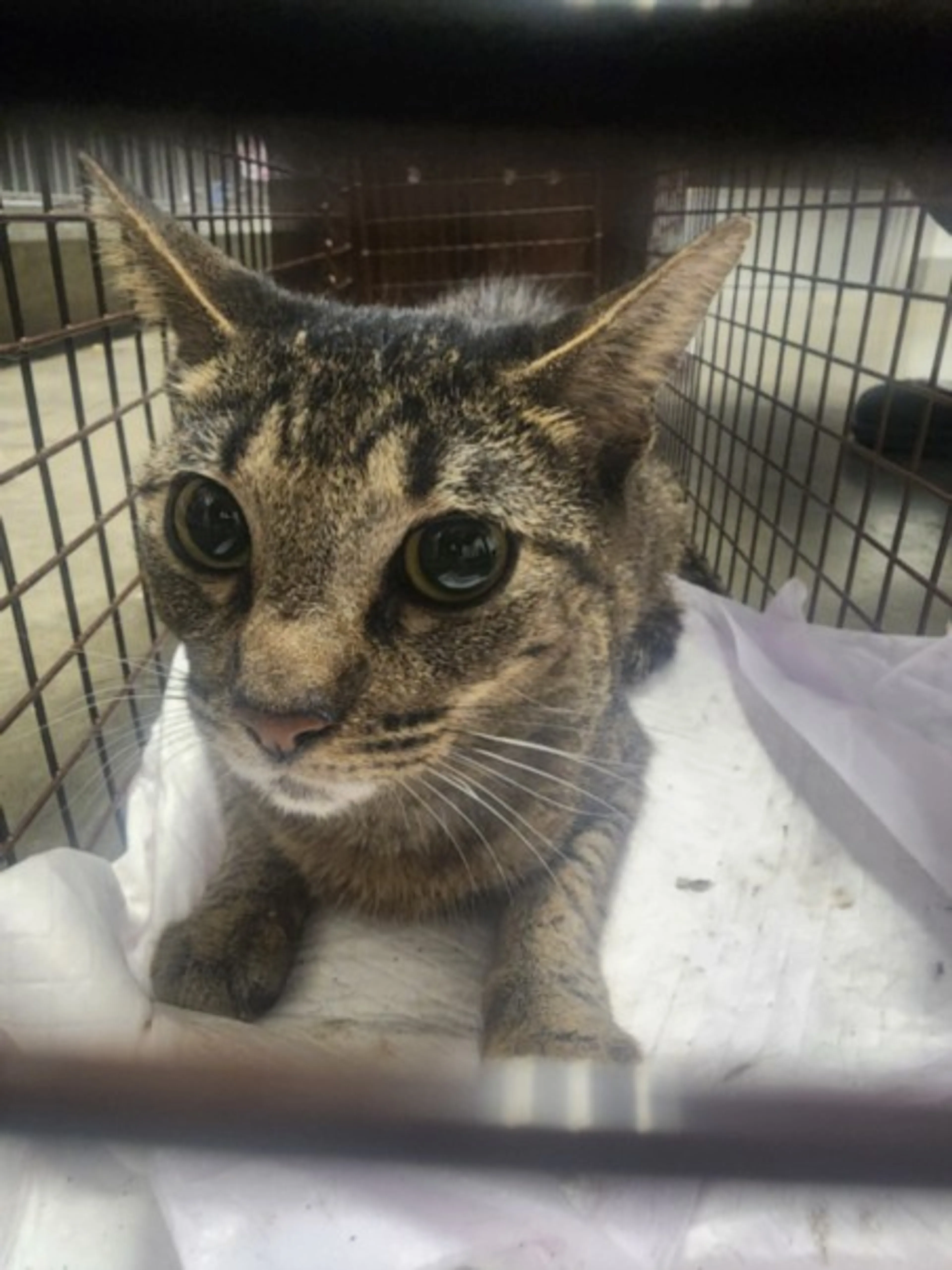 Found pet