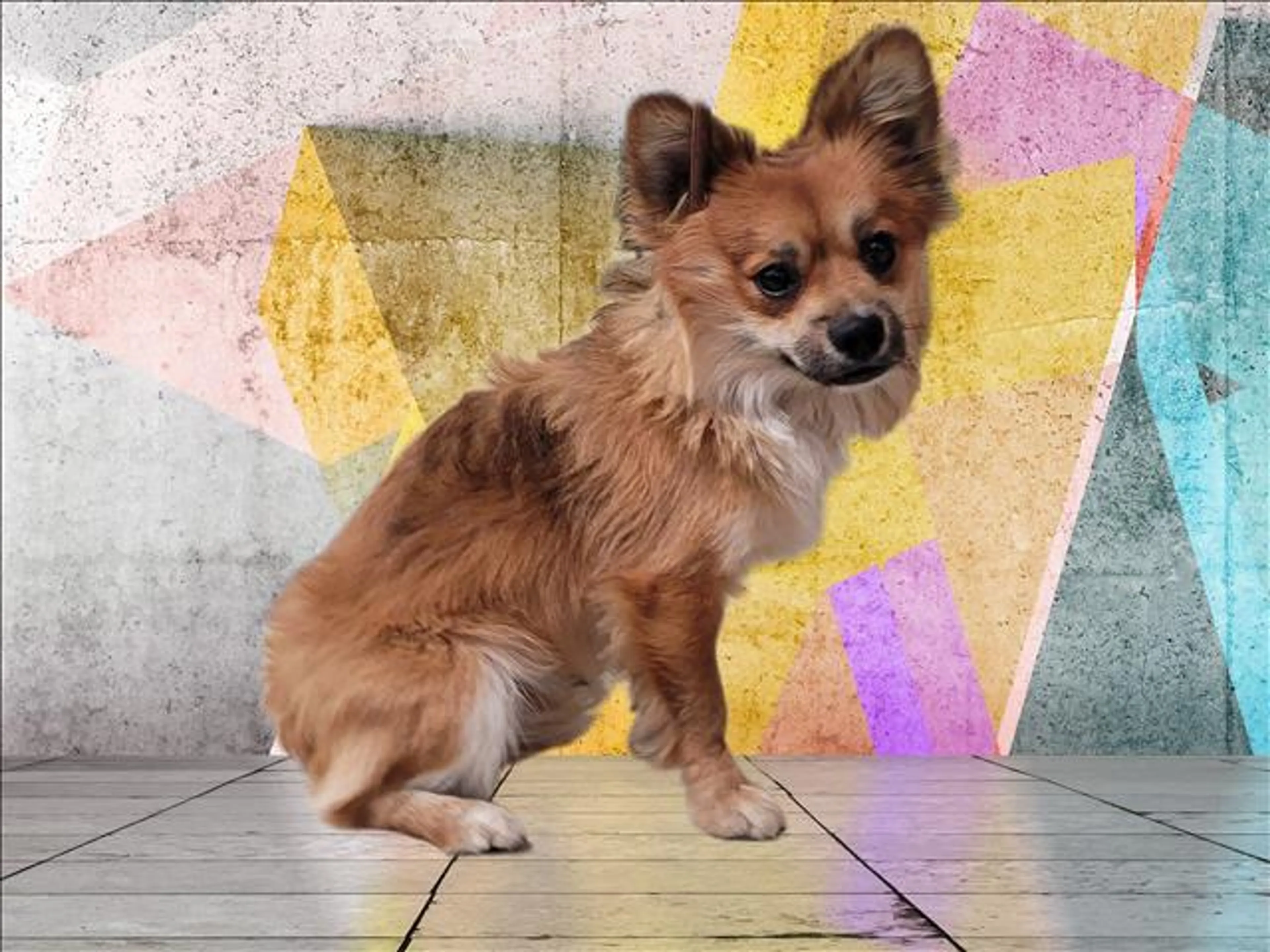 Found pet