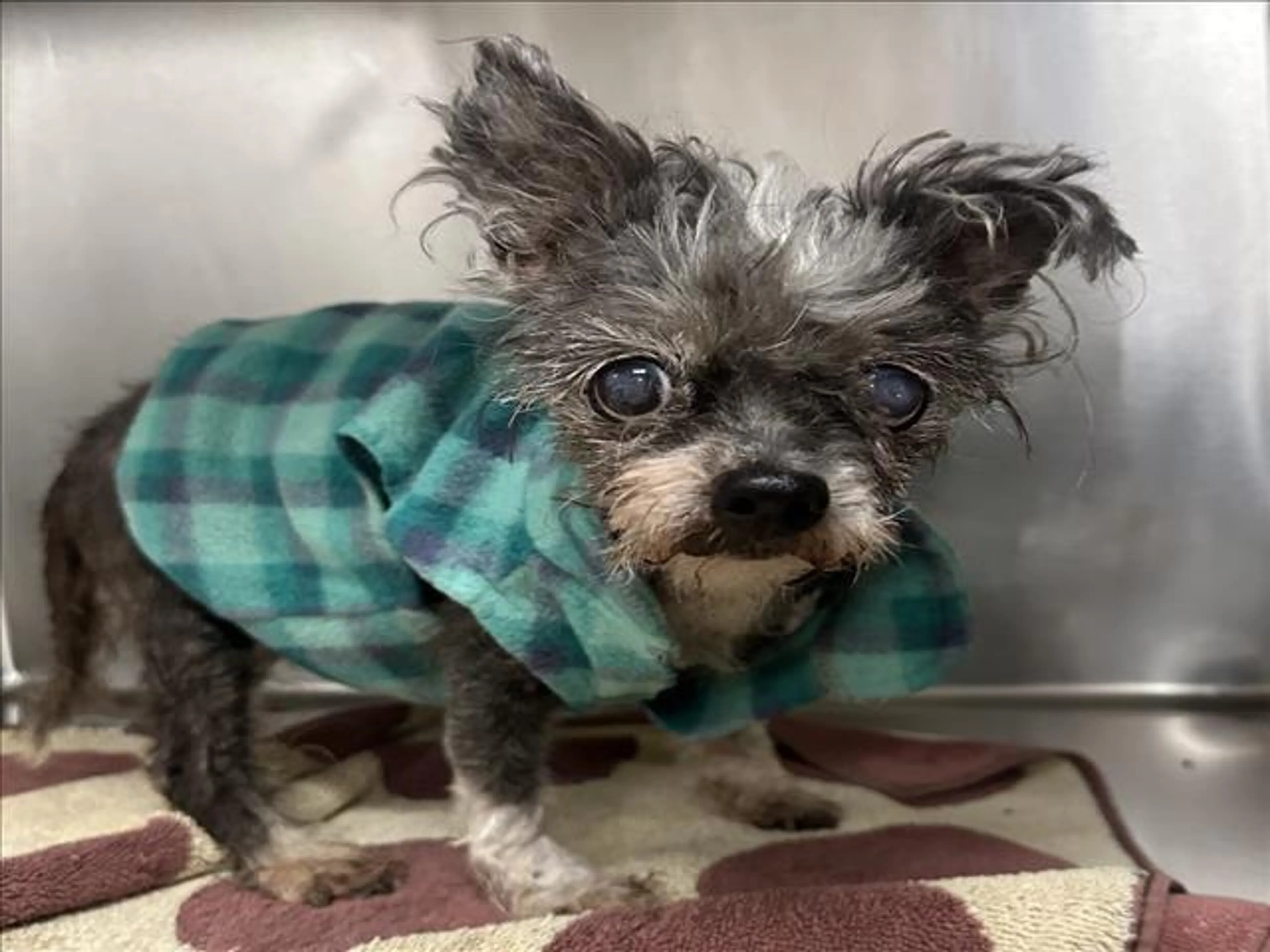 Found pet