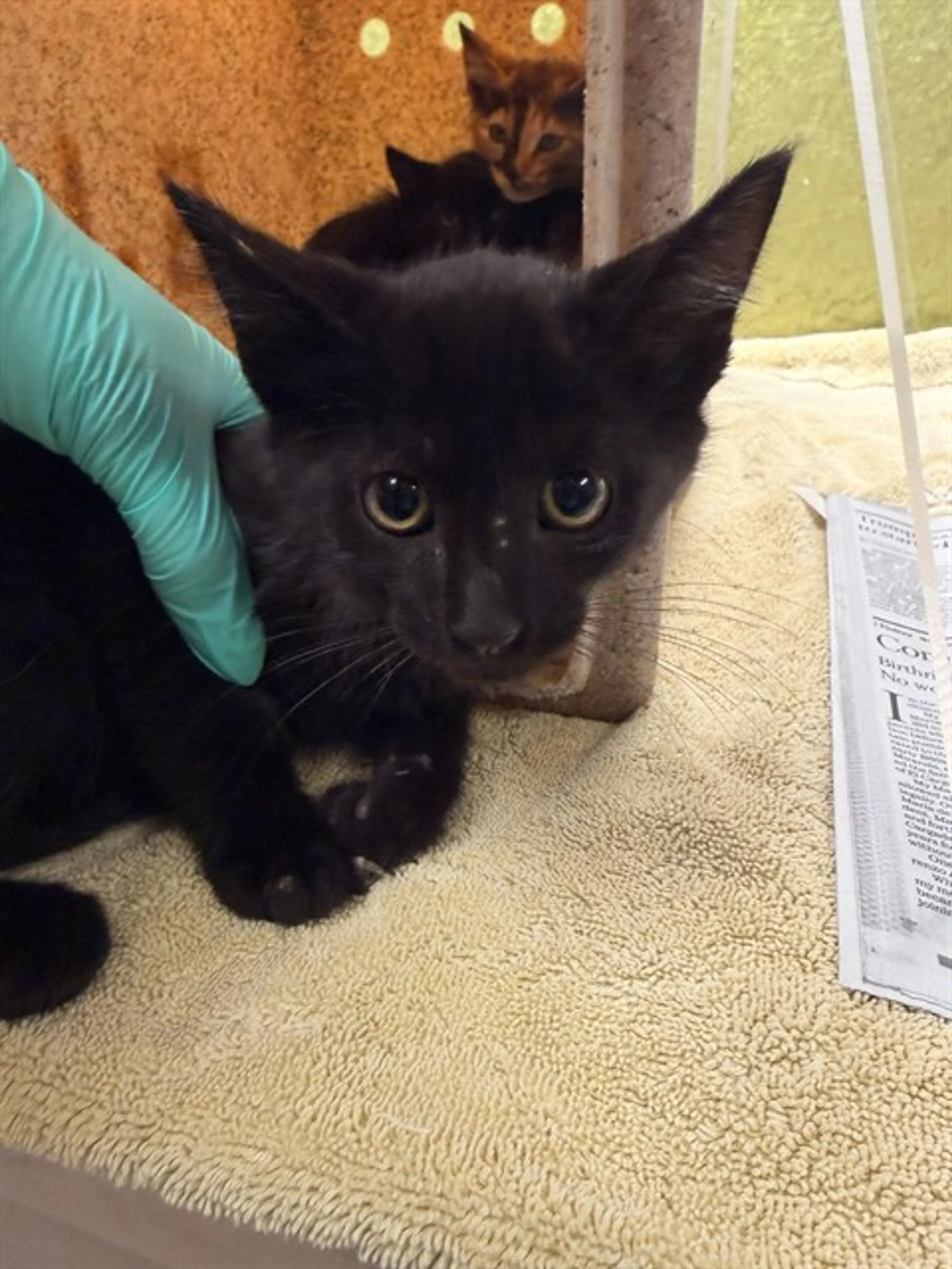 Found pet