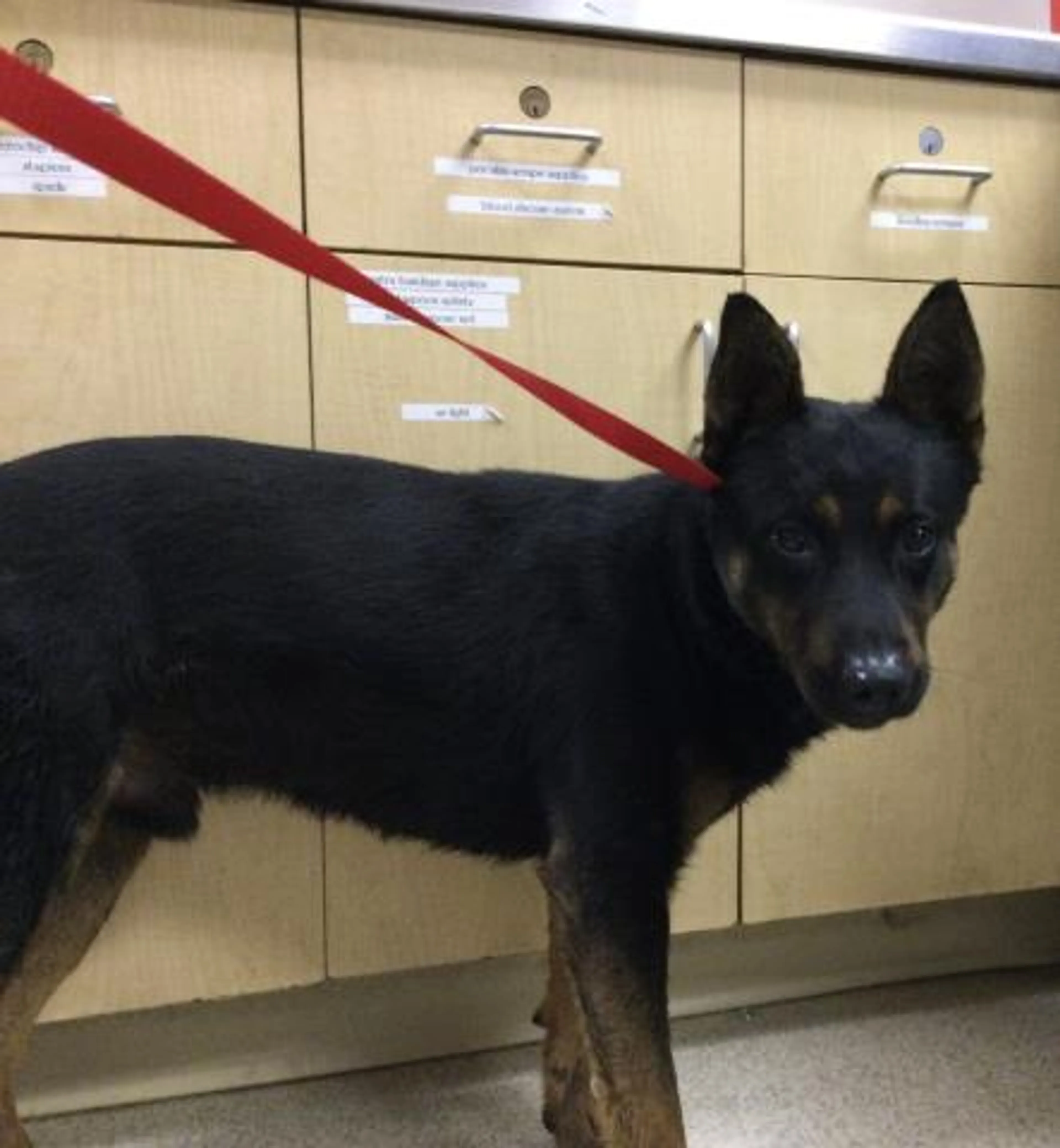 Found pet