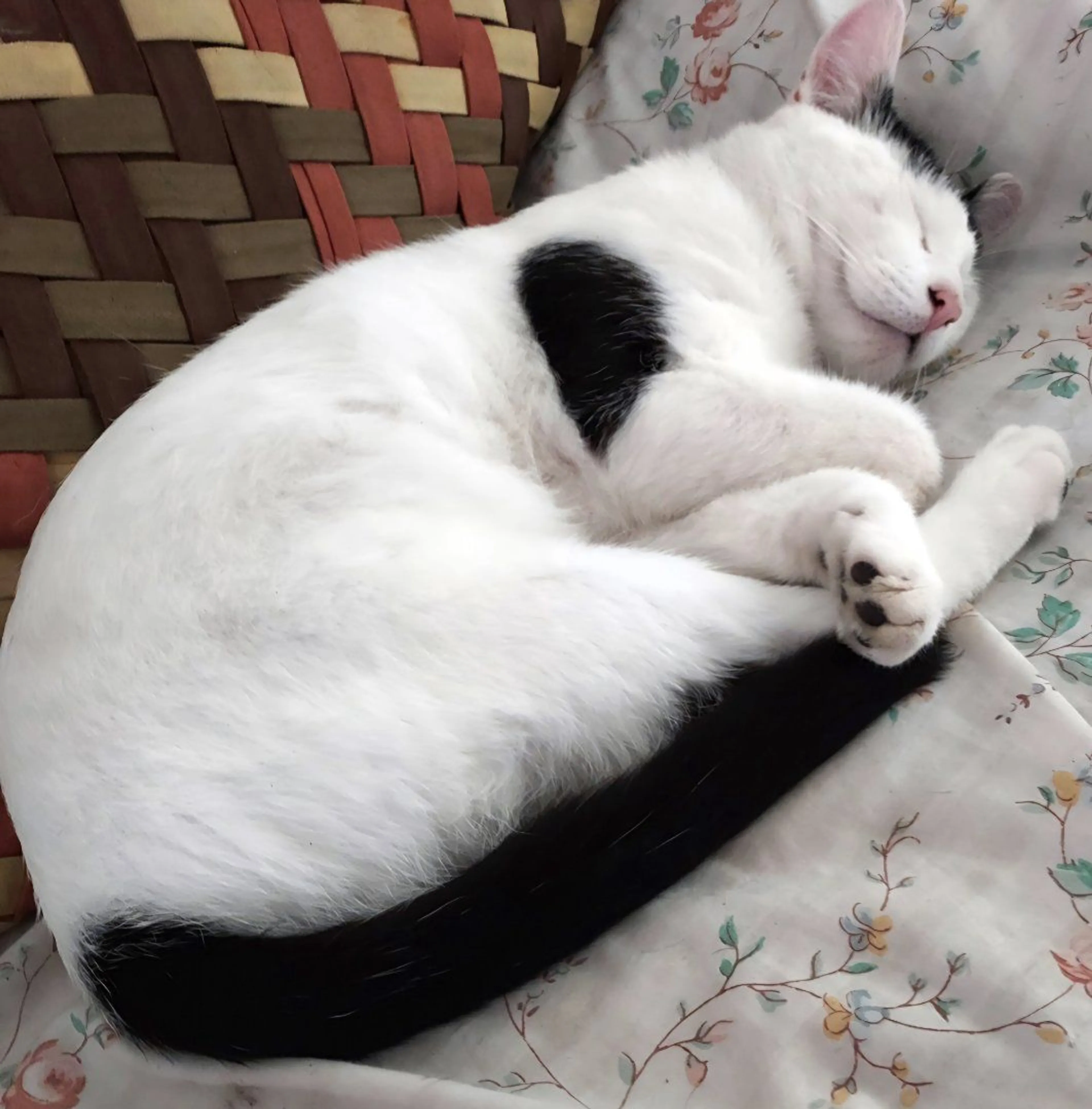 Lost pet-3