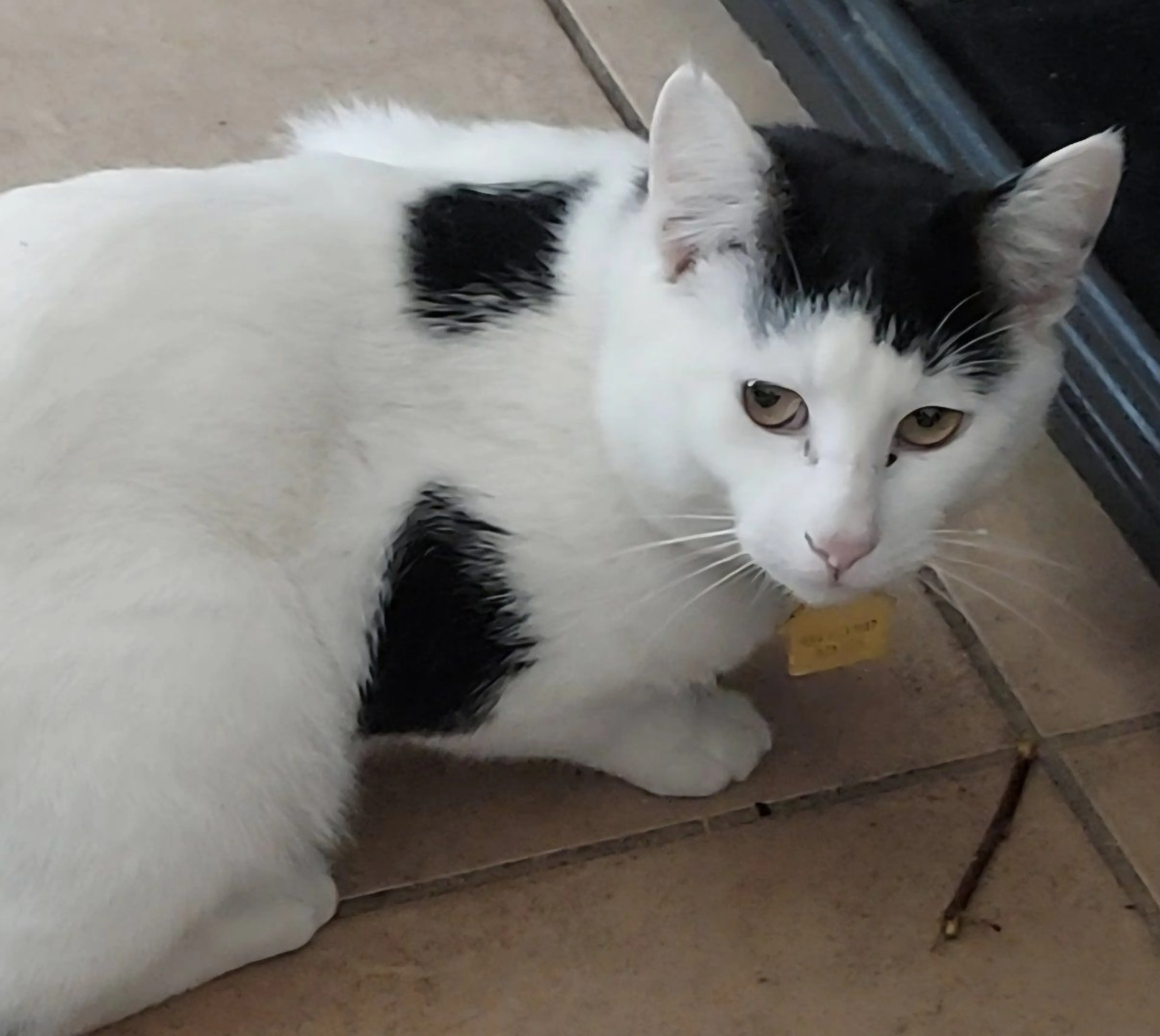 Lost pet-2