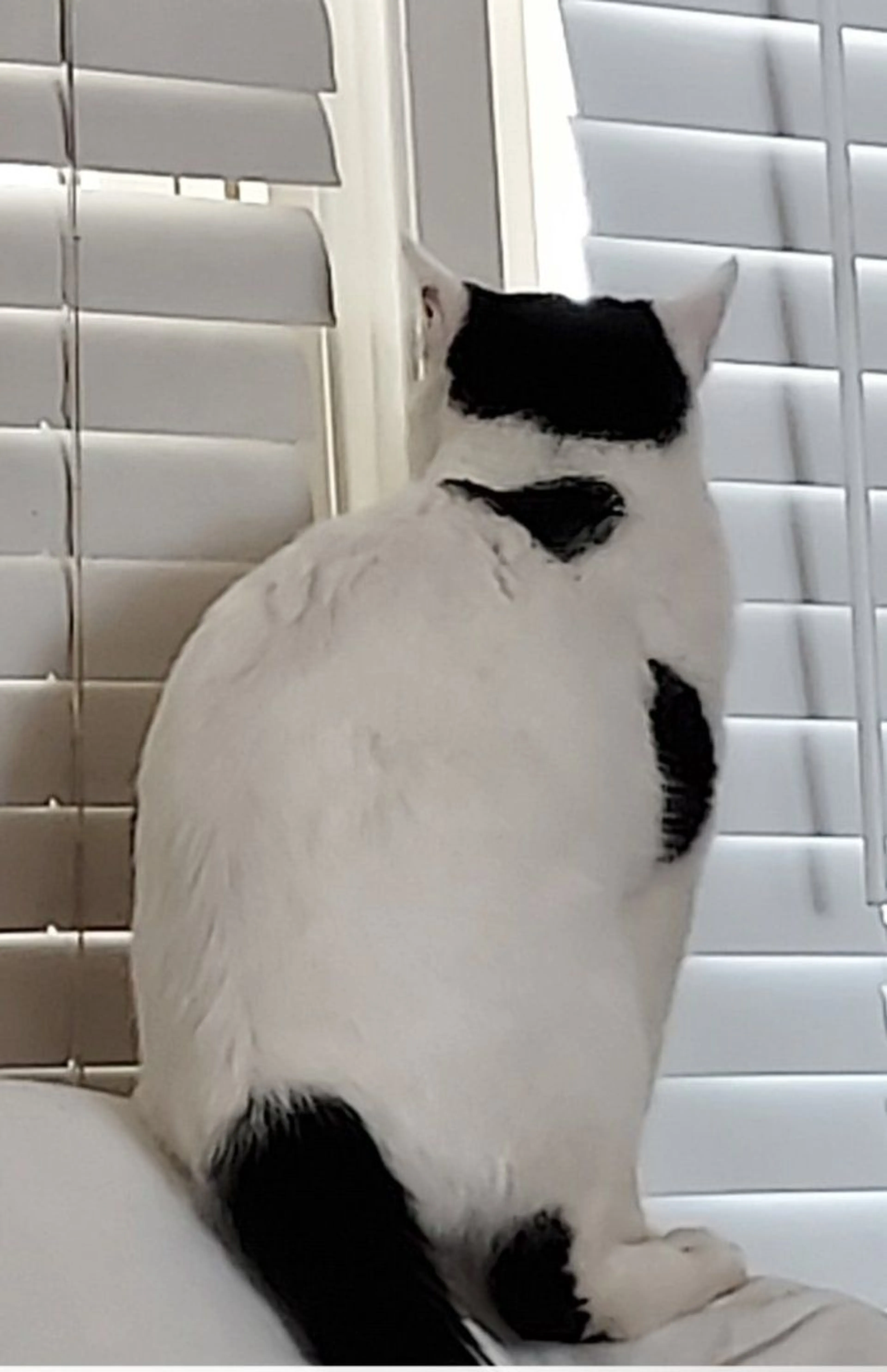 Lost pet-1