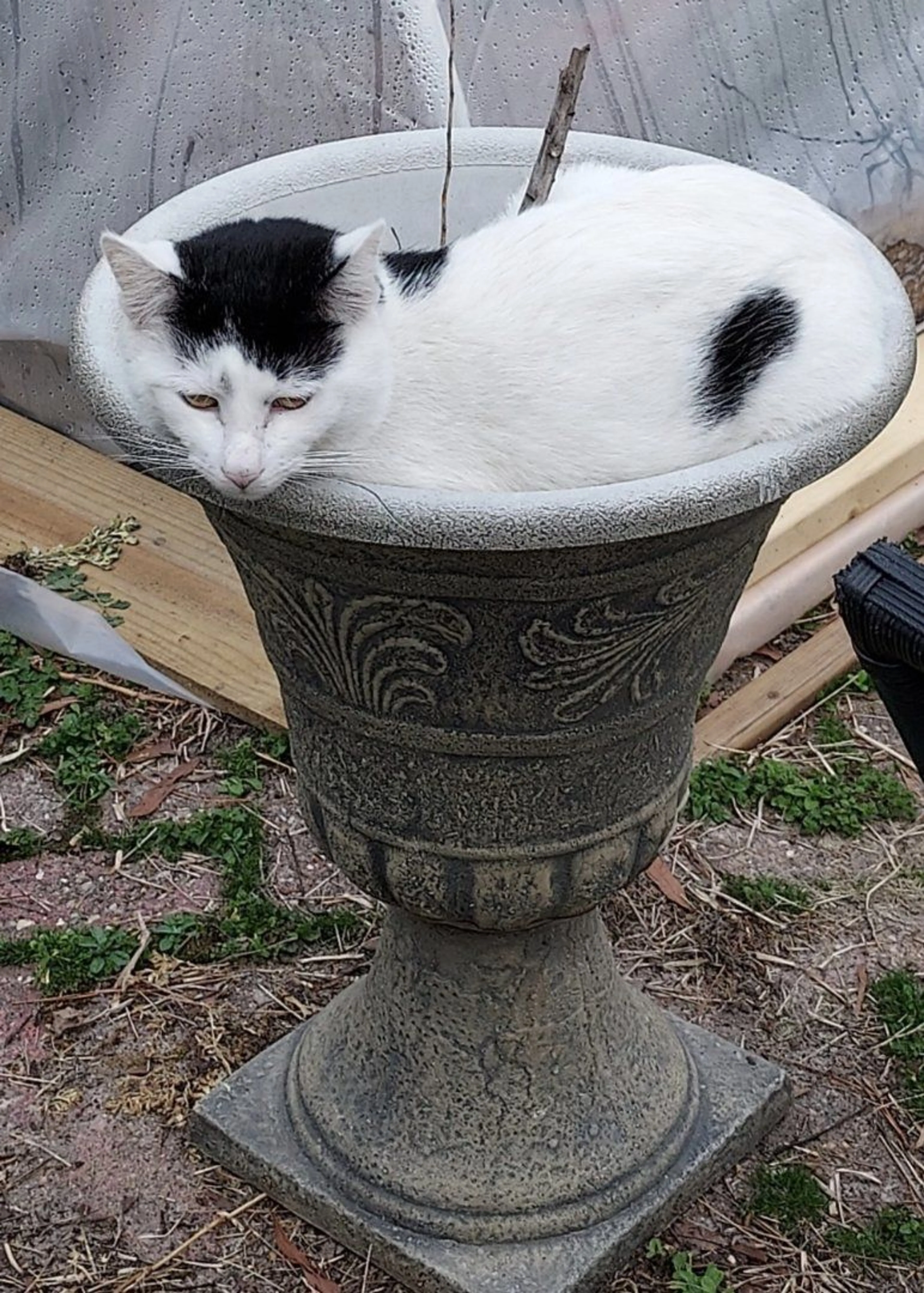 Lost pet-0