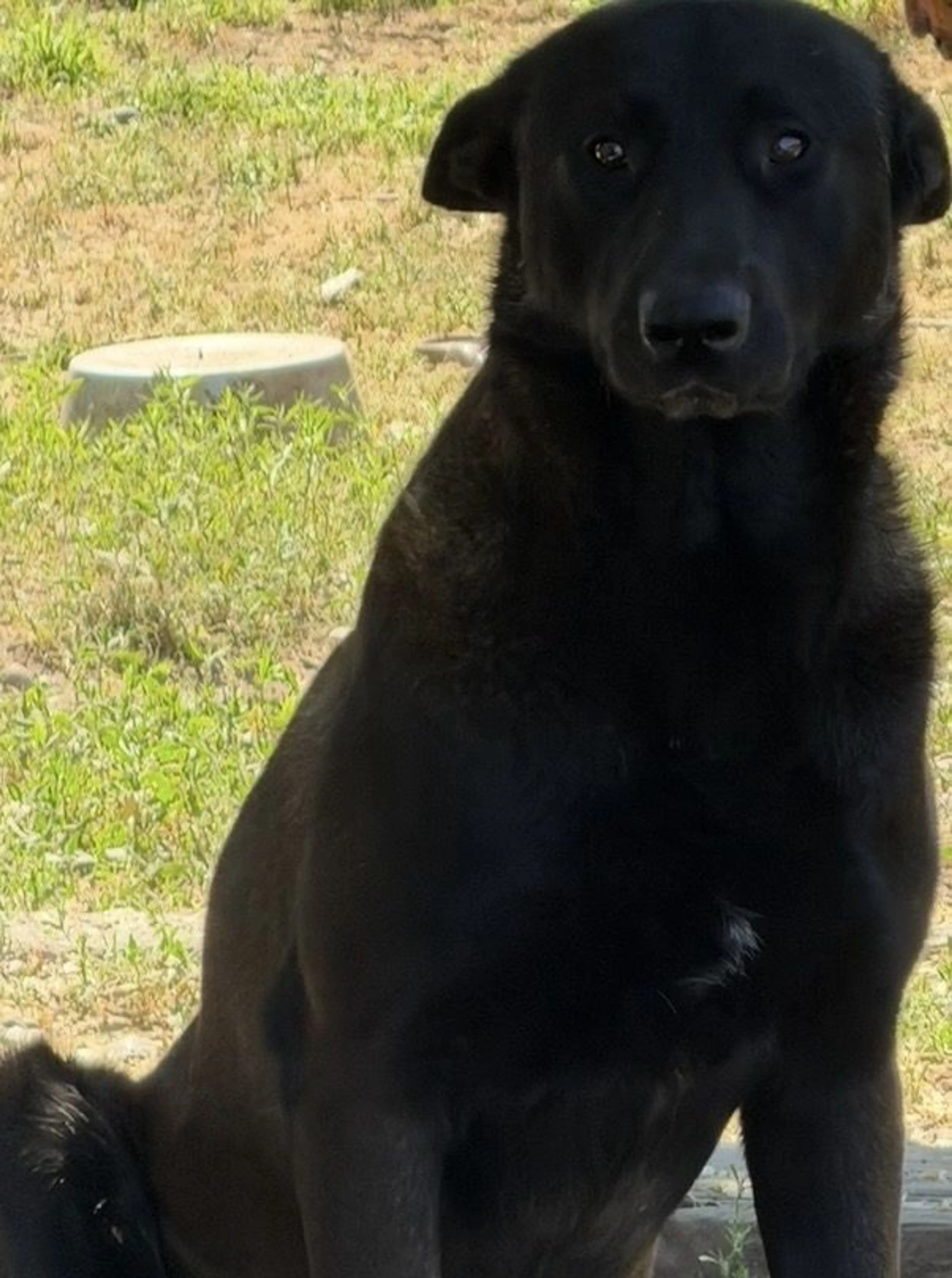 Lost pet