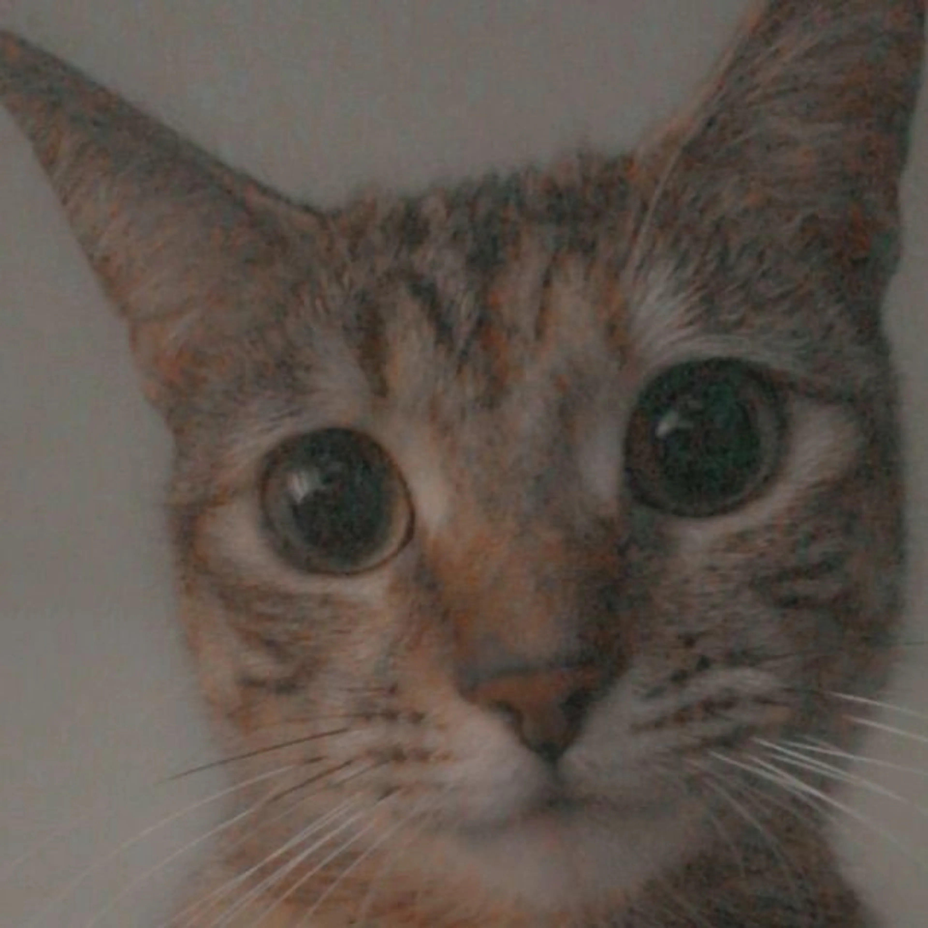 Lost pet