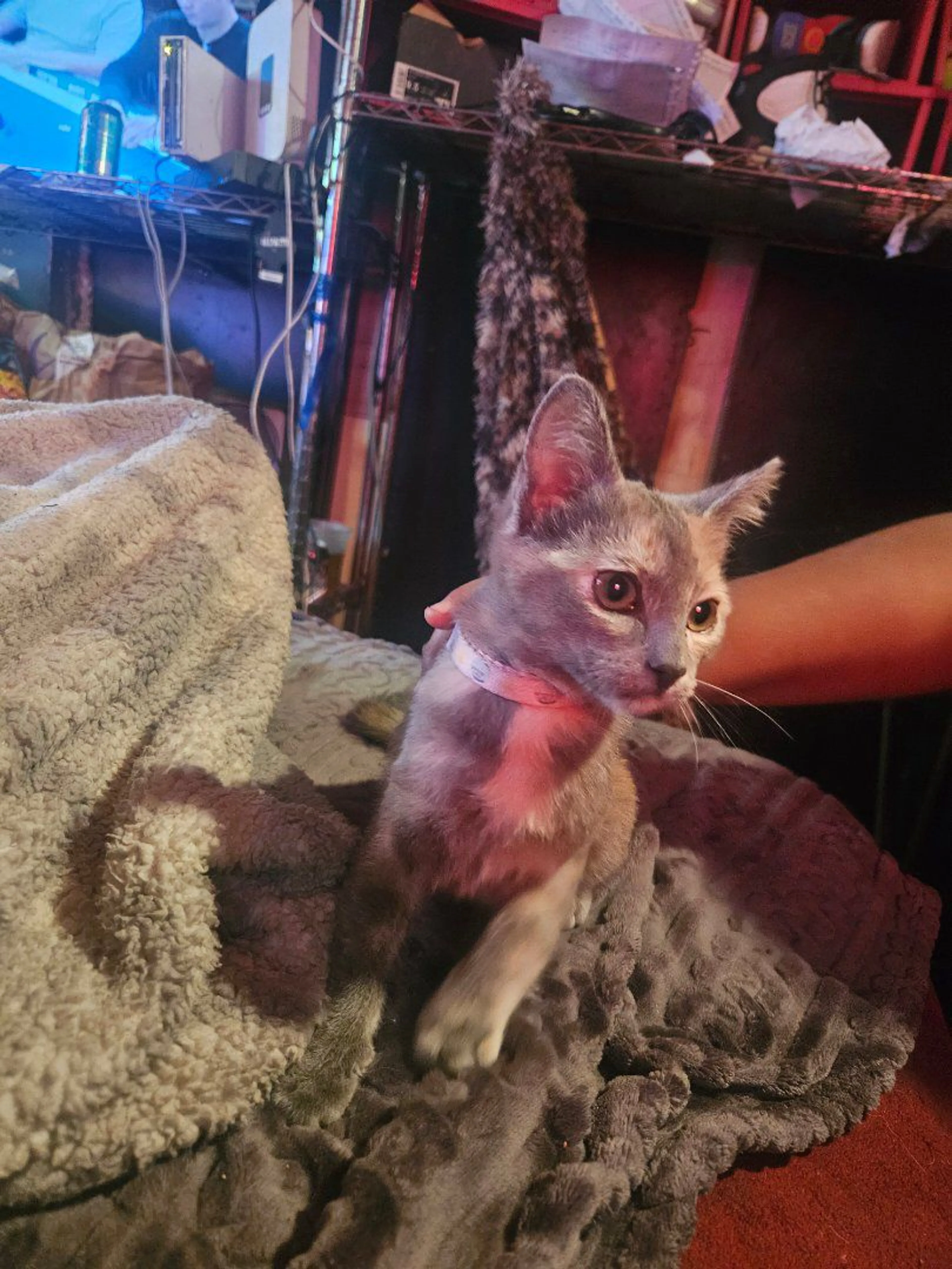 Lost pet