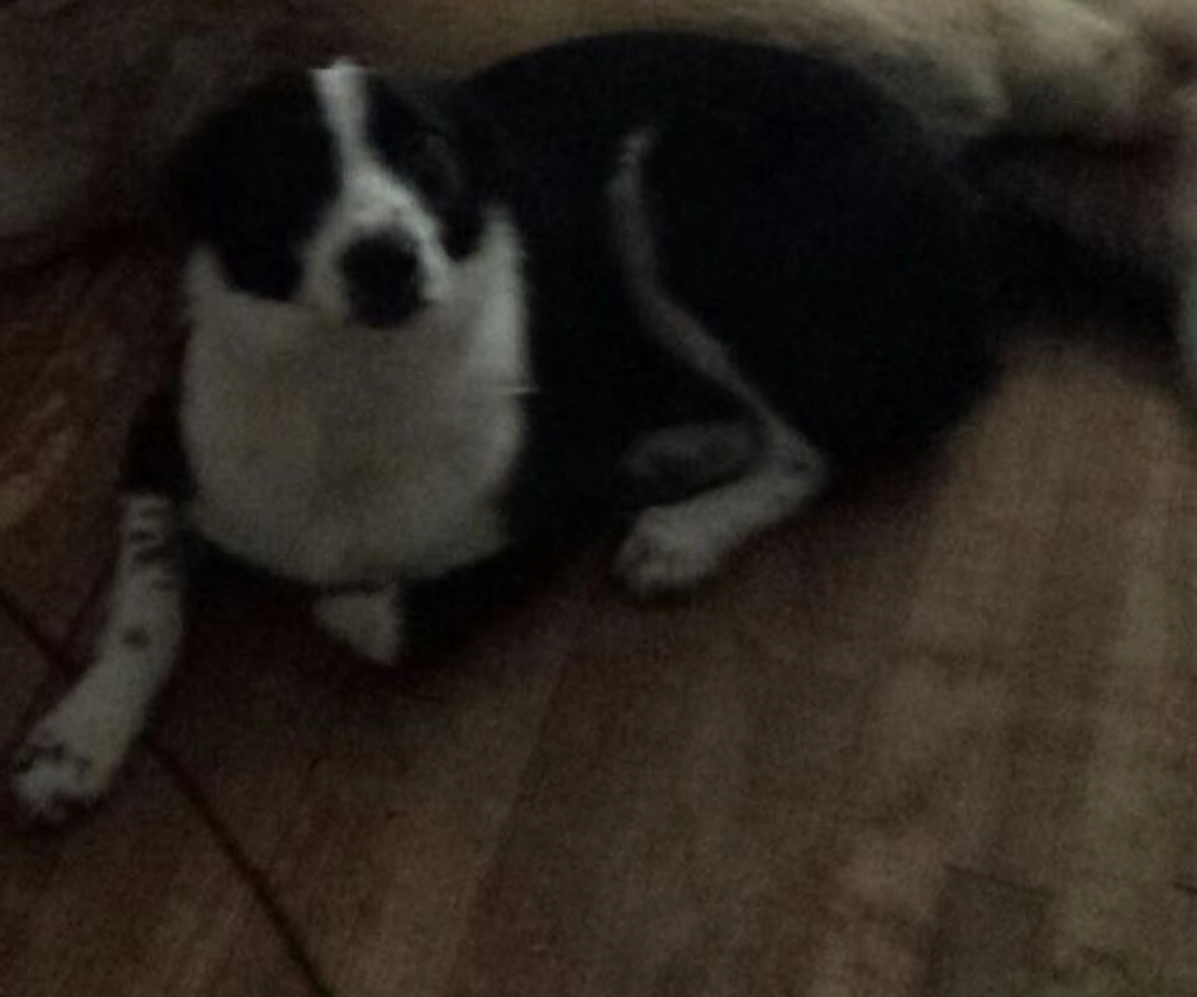 Lost pet-1
