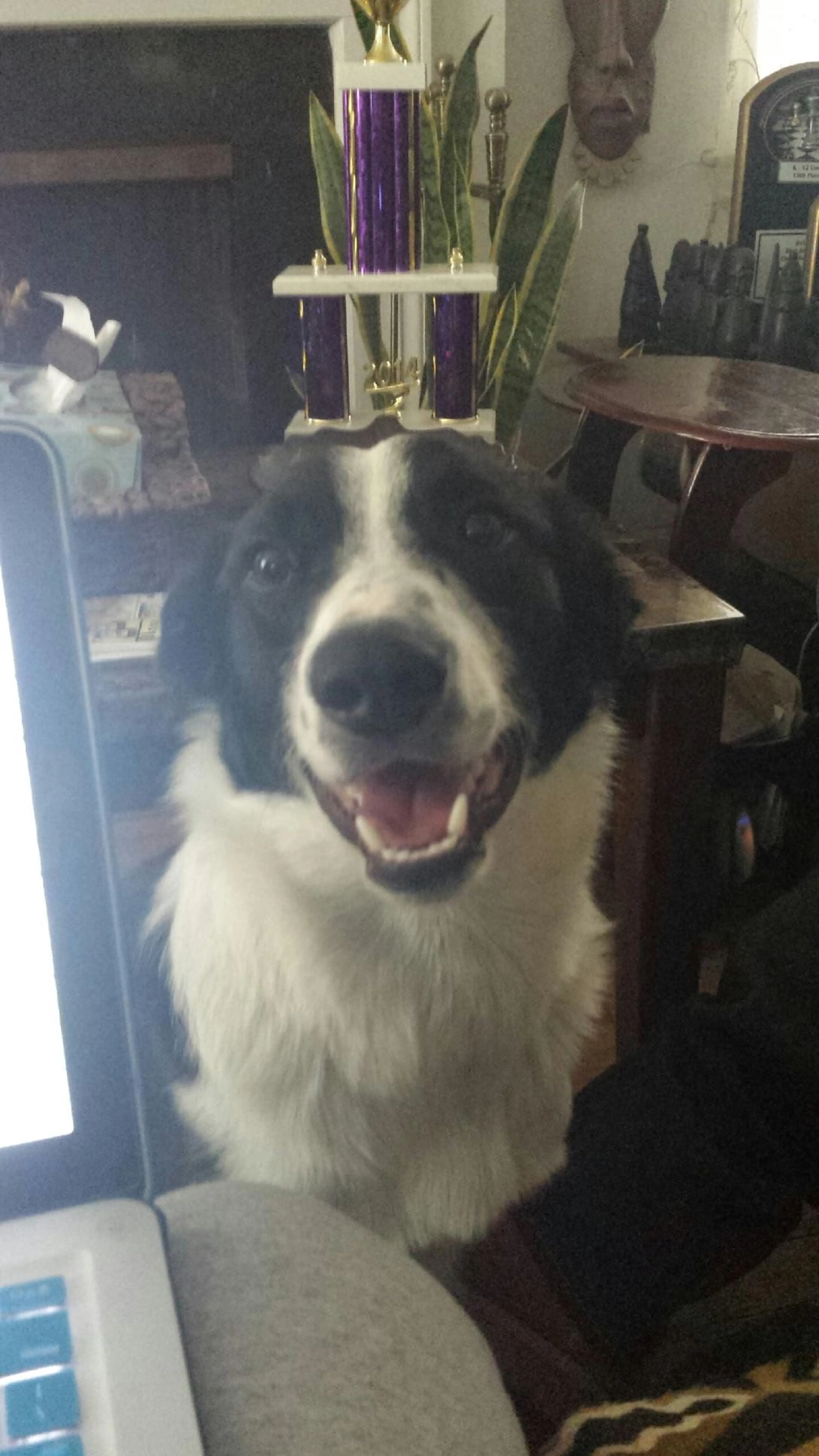 Lost pet-2