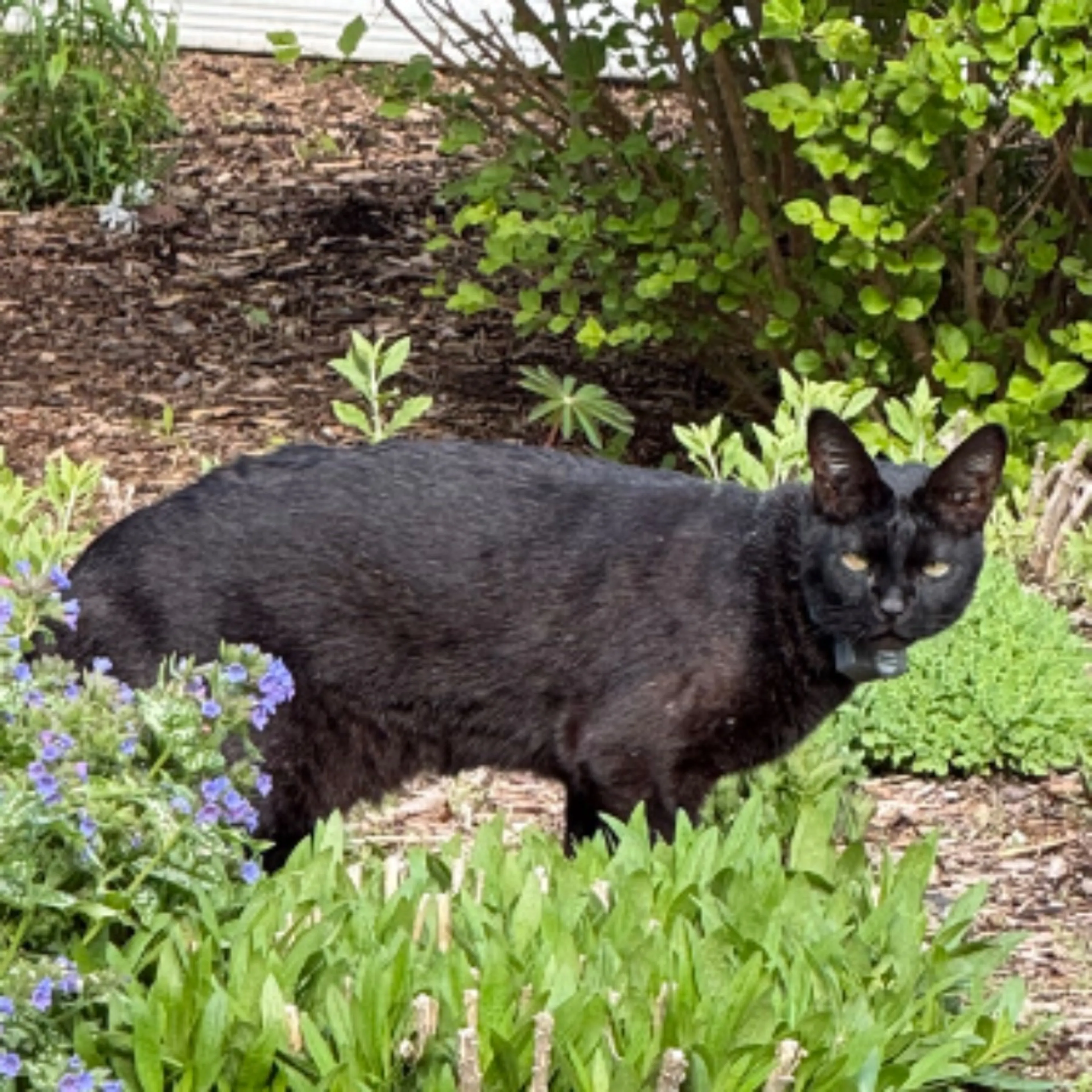 Lost pet