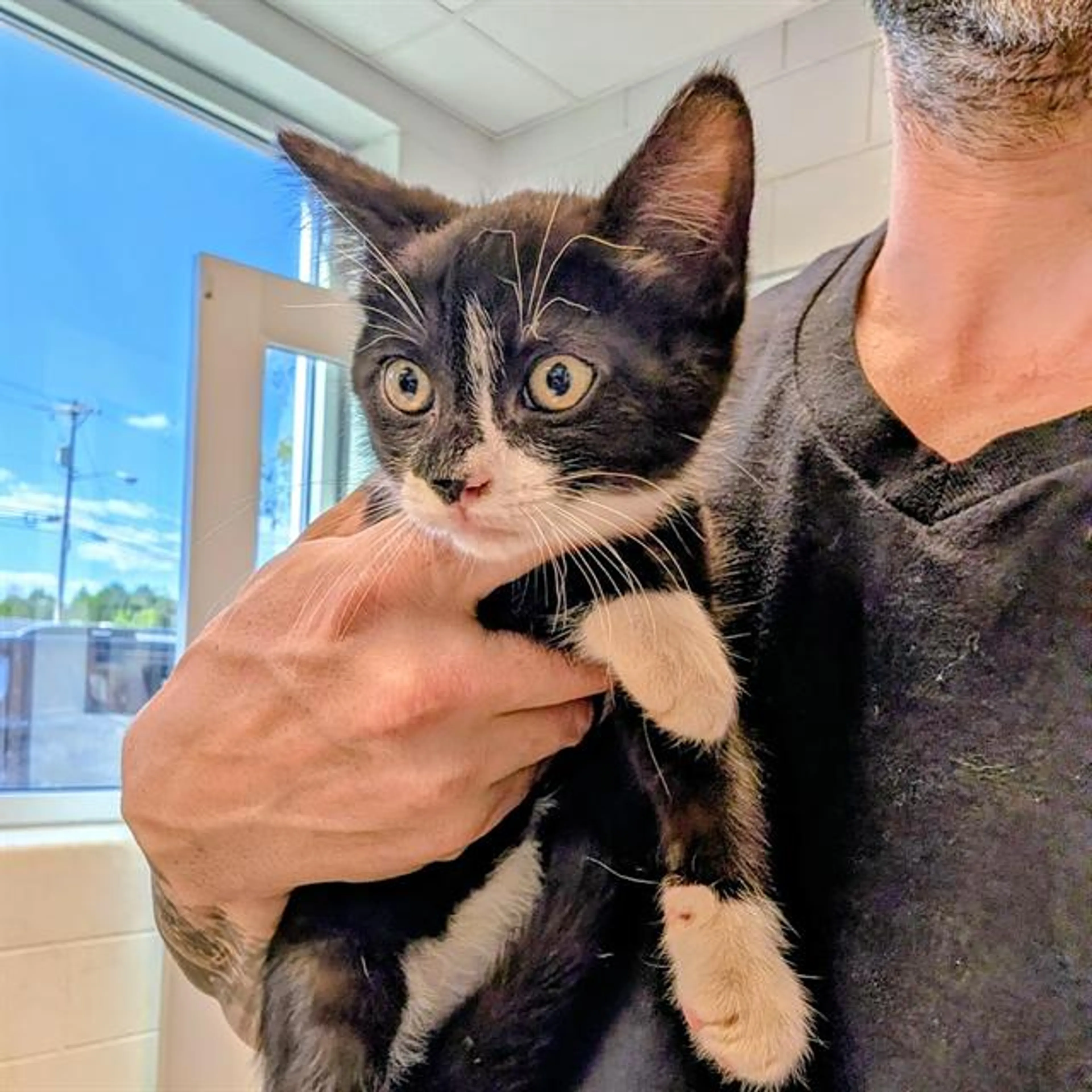 Found pet
