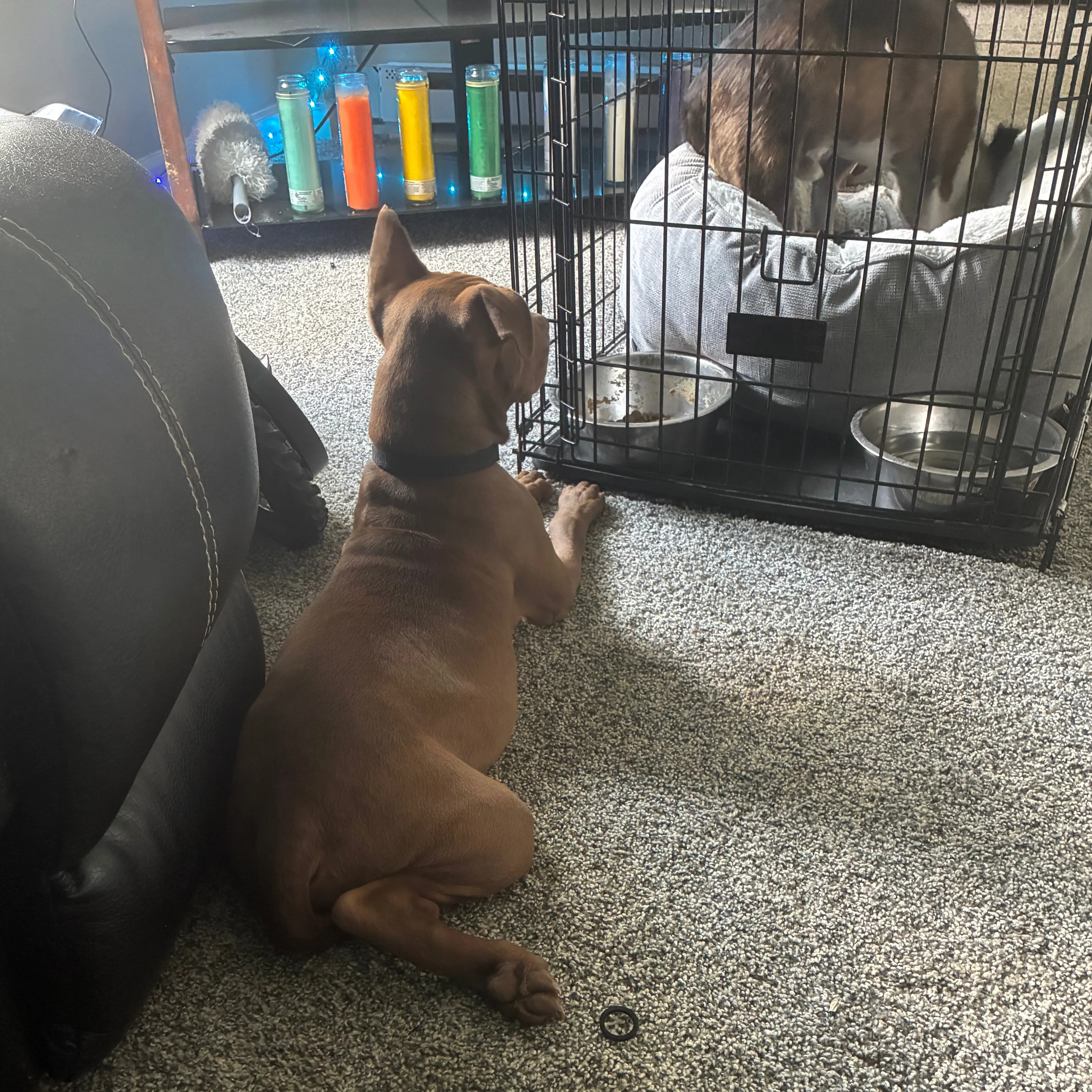 Lost pet-3