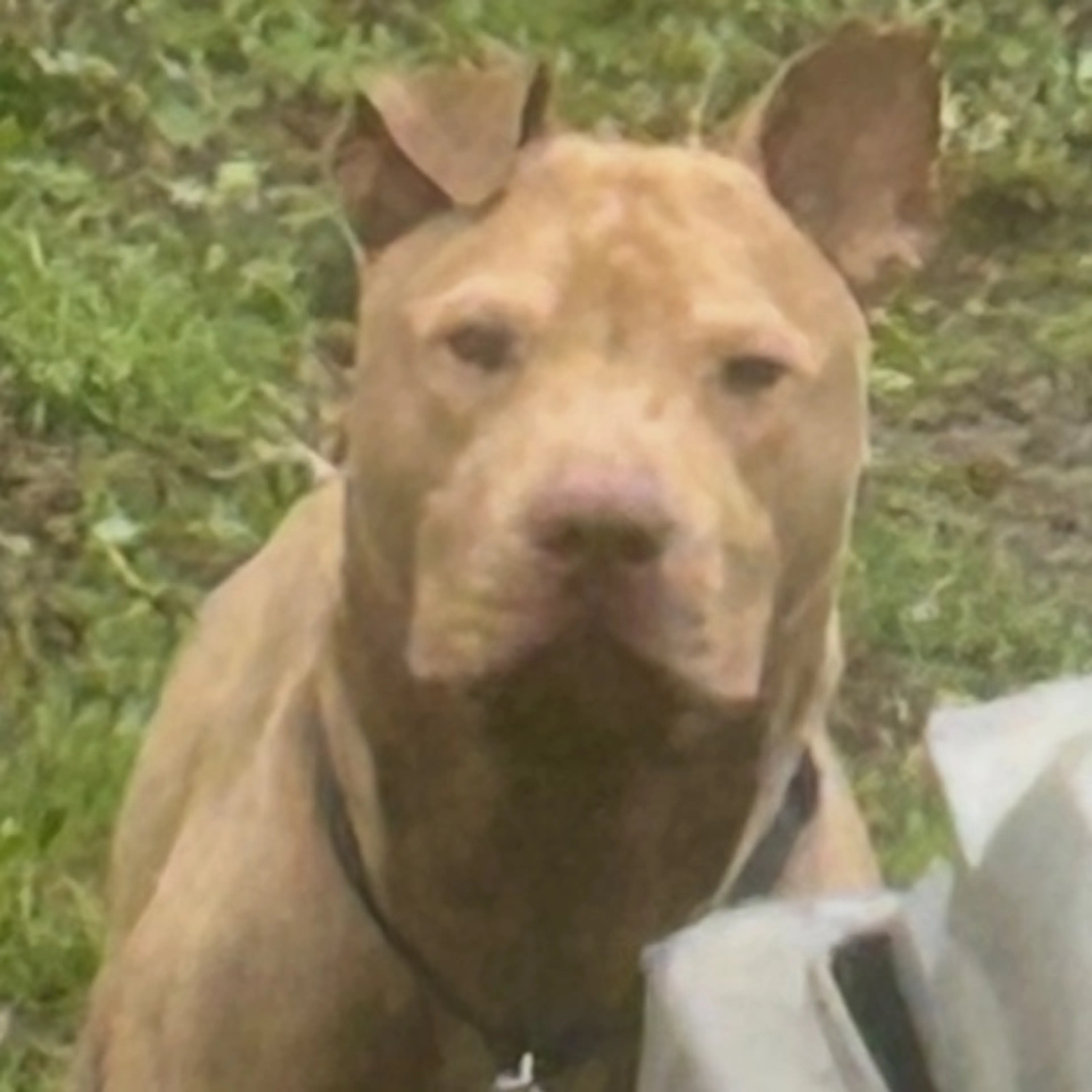 Lost pet-0