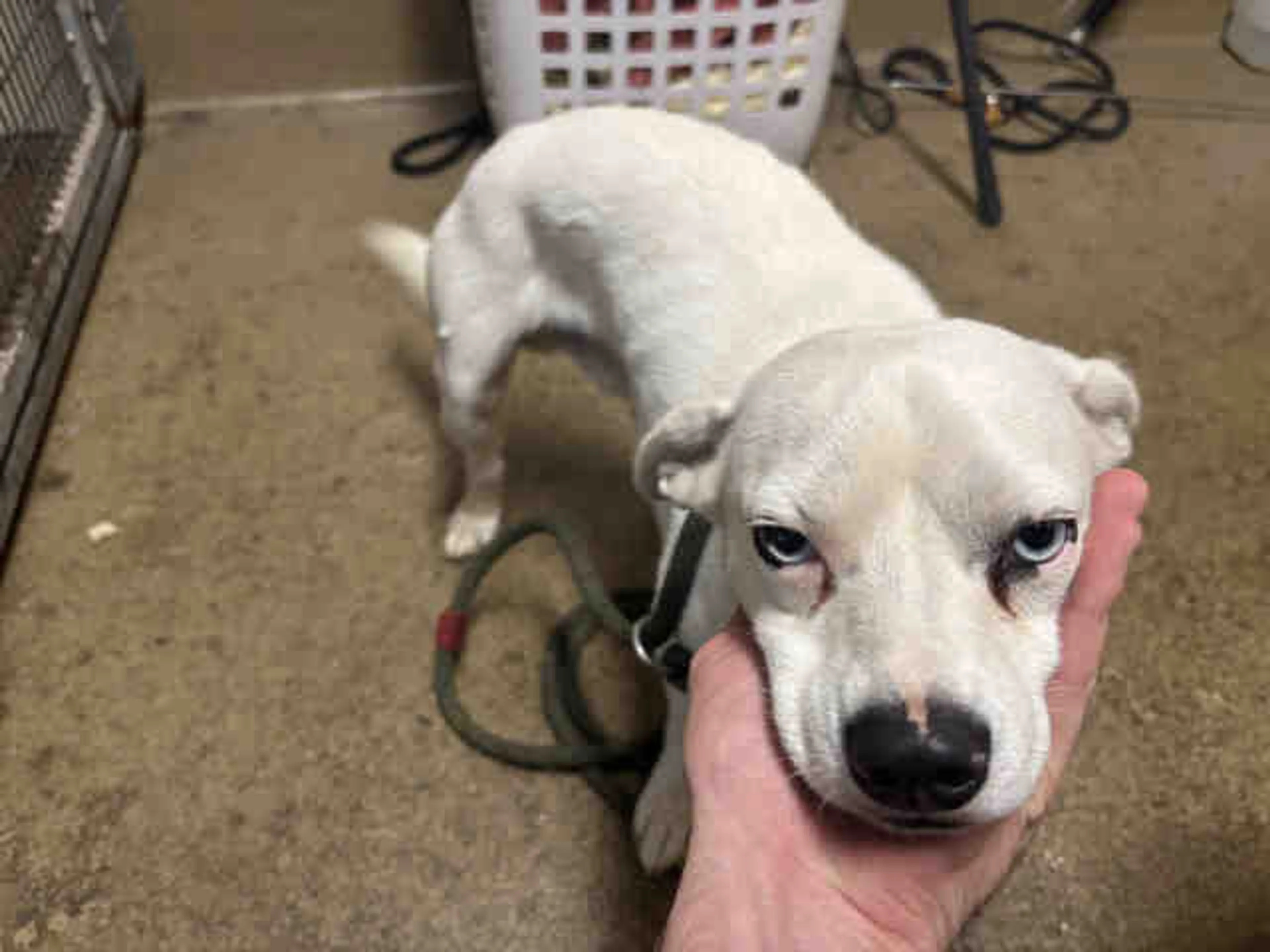 Found pet