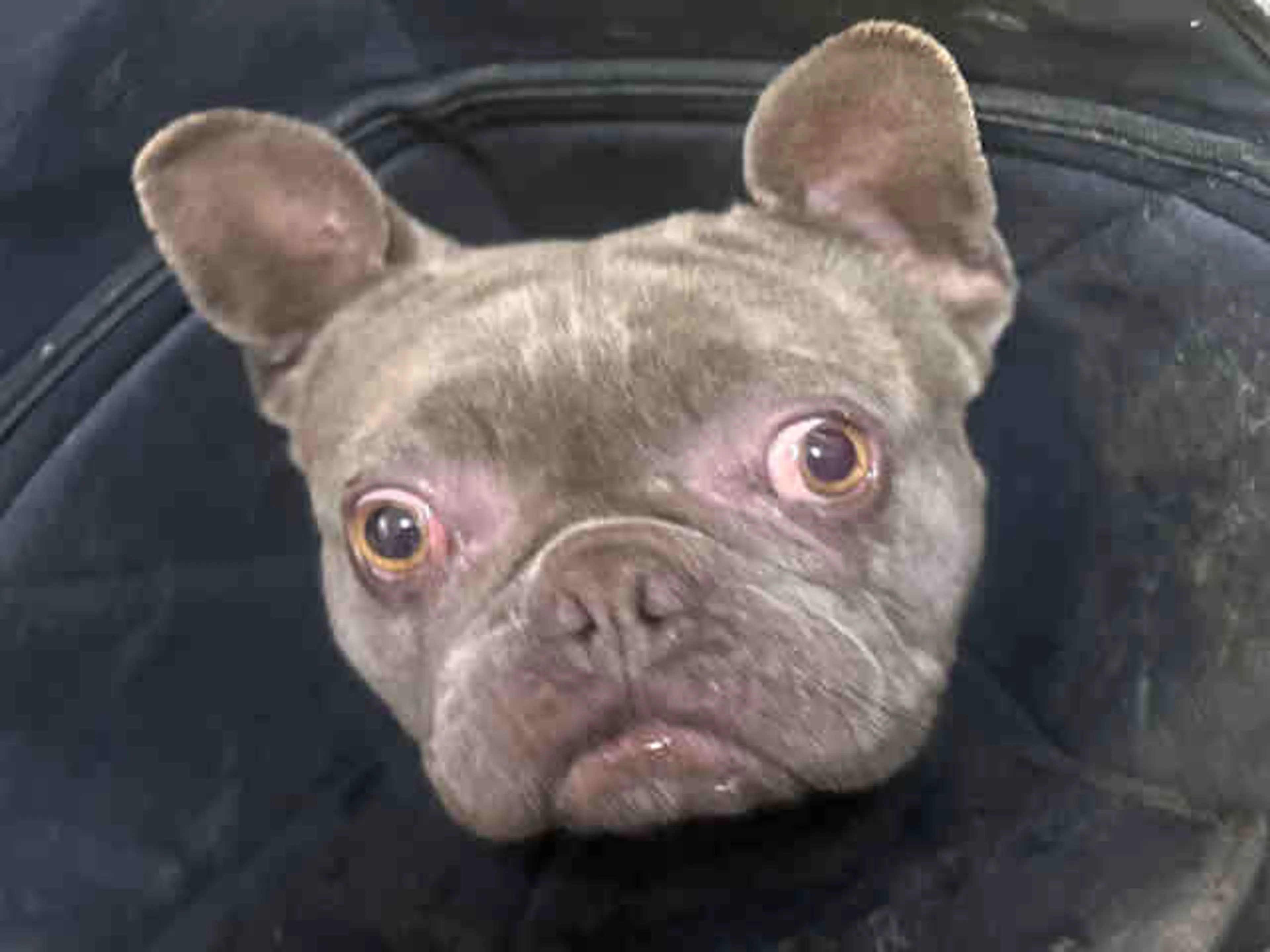 Found pet