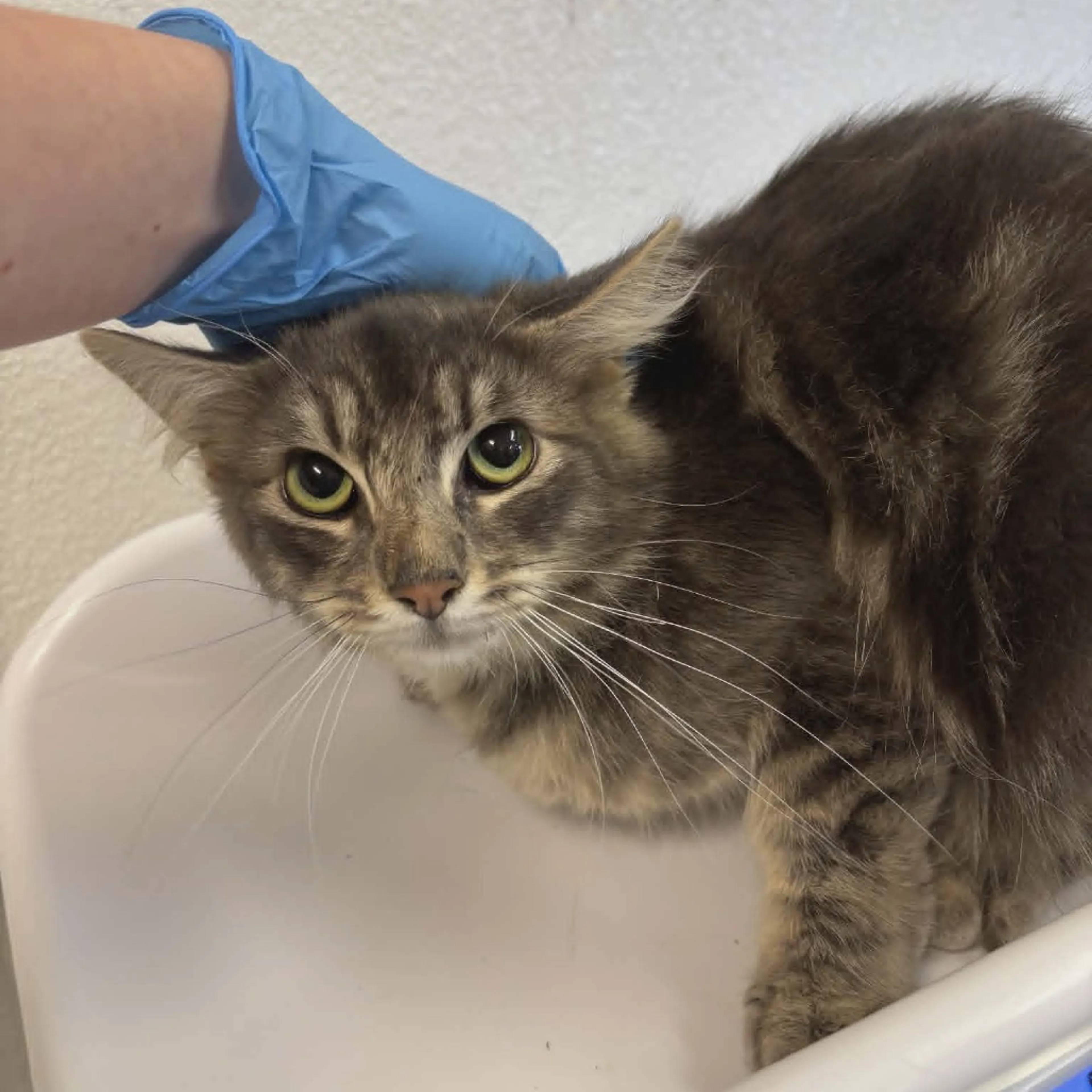 Found pet
