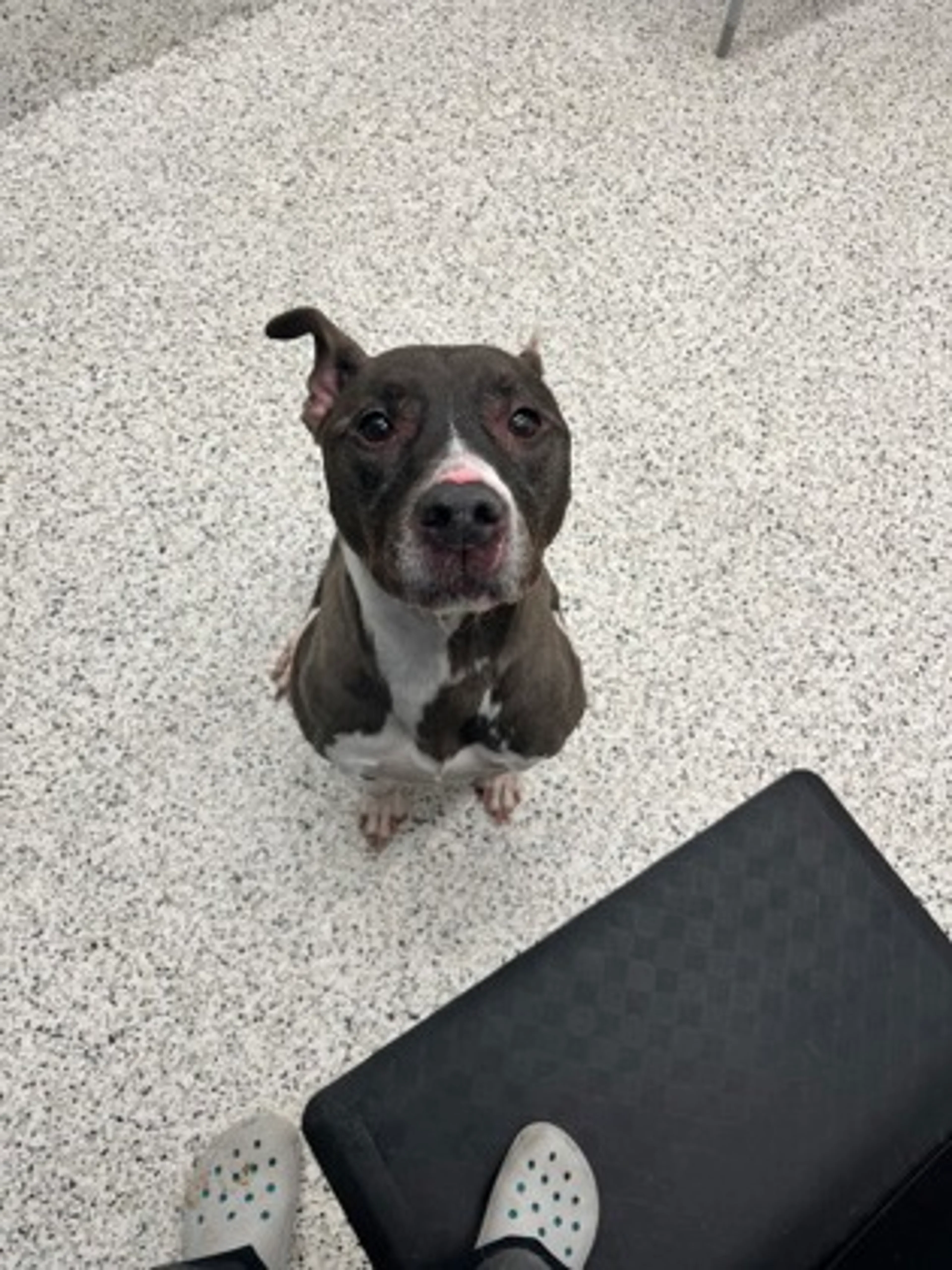 Found pet