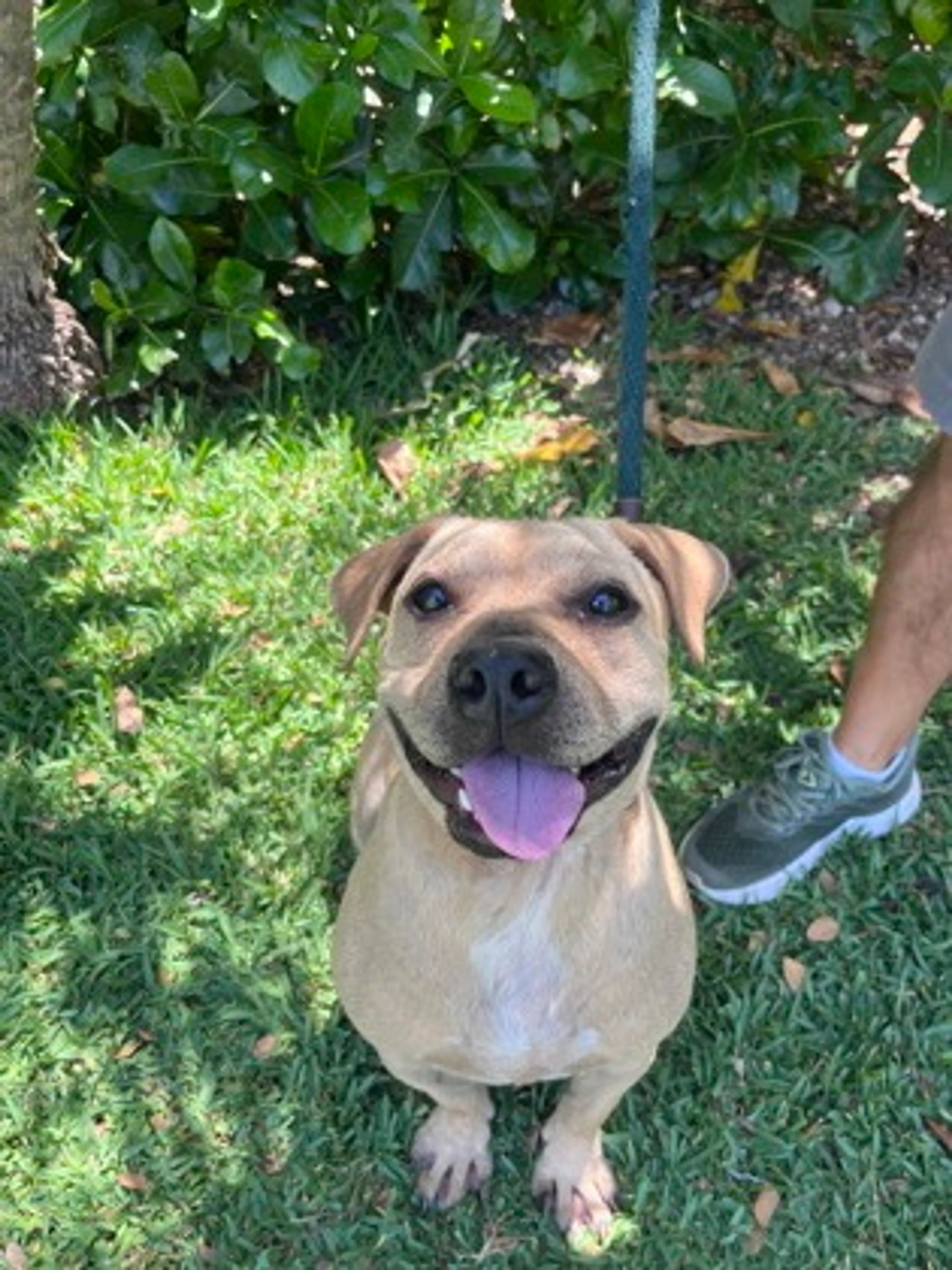 Found pet