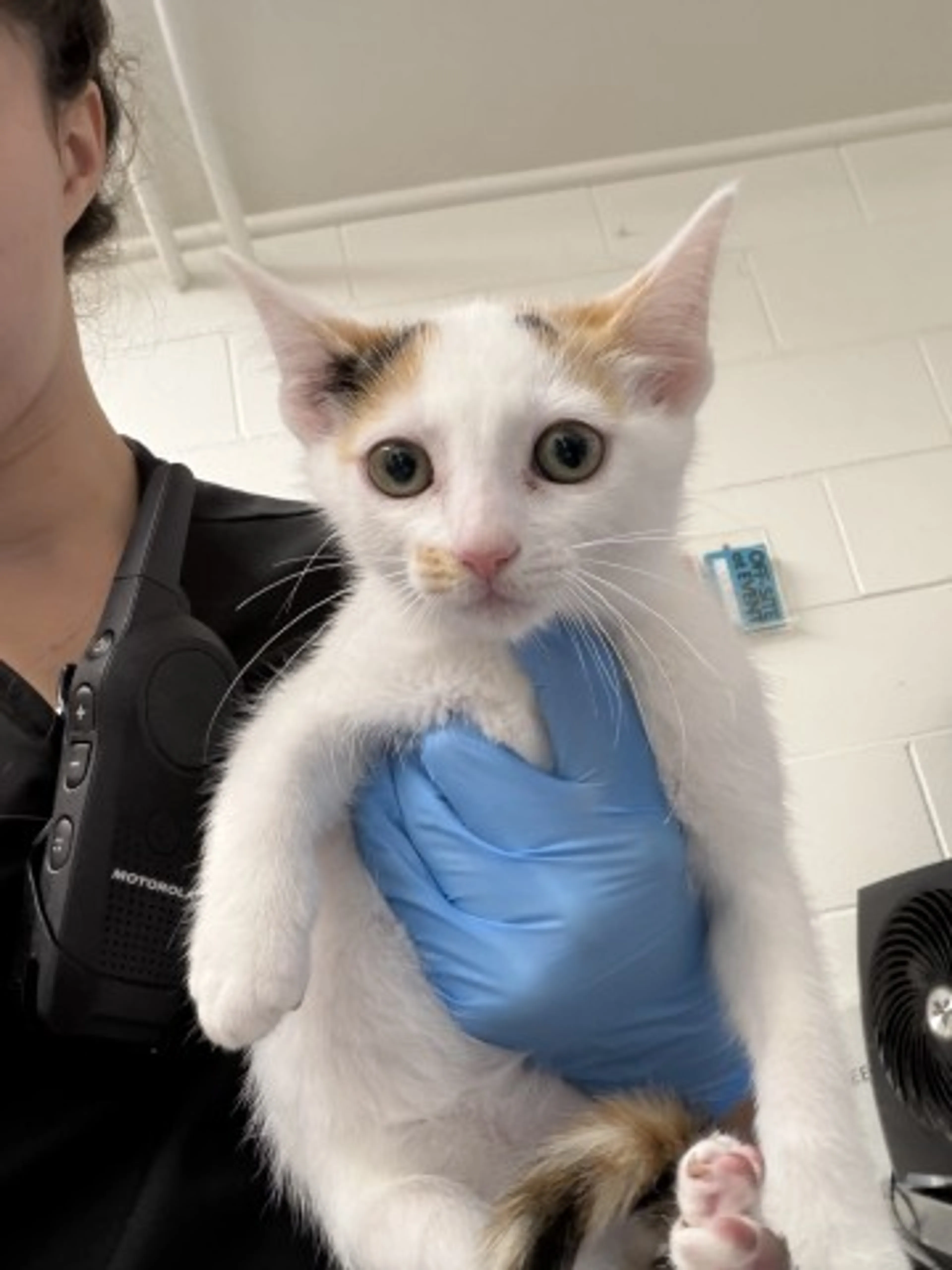 Found pet