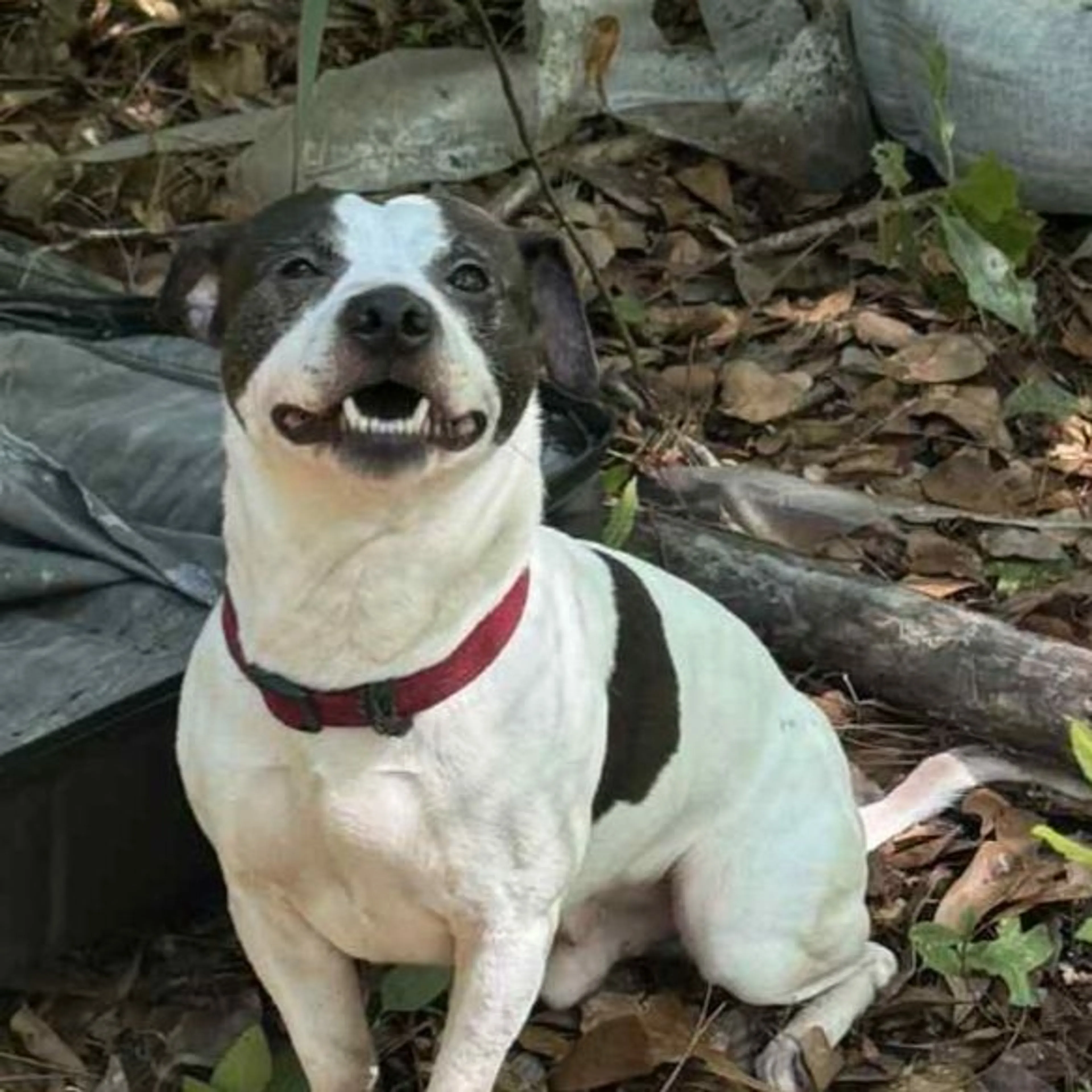 Lost pet