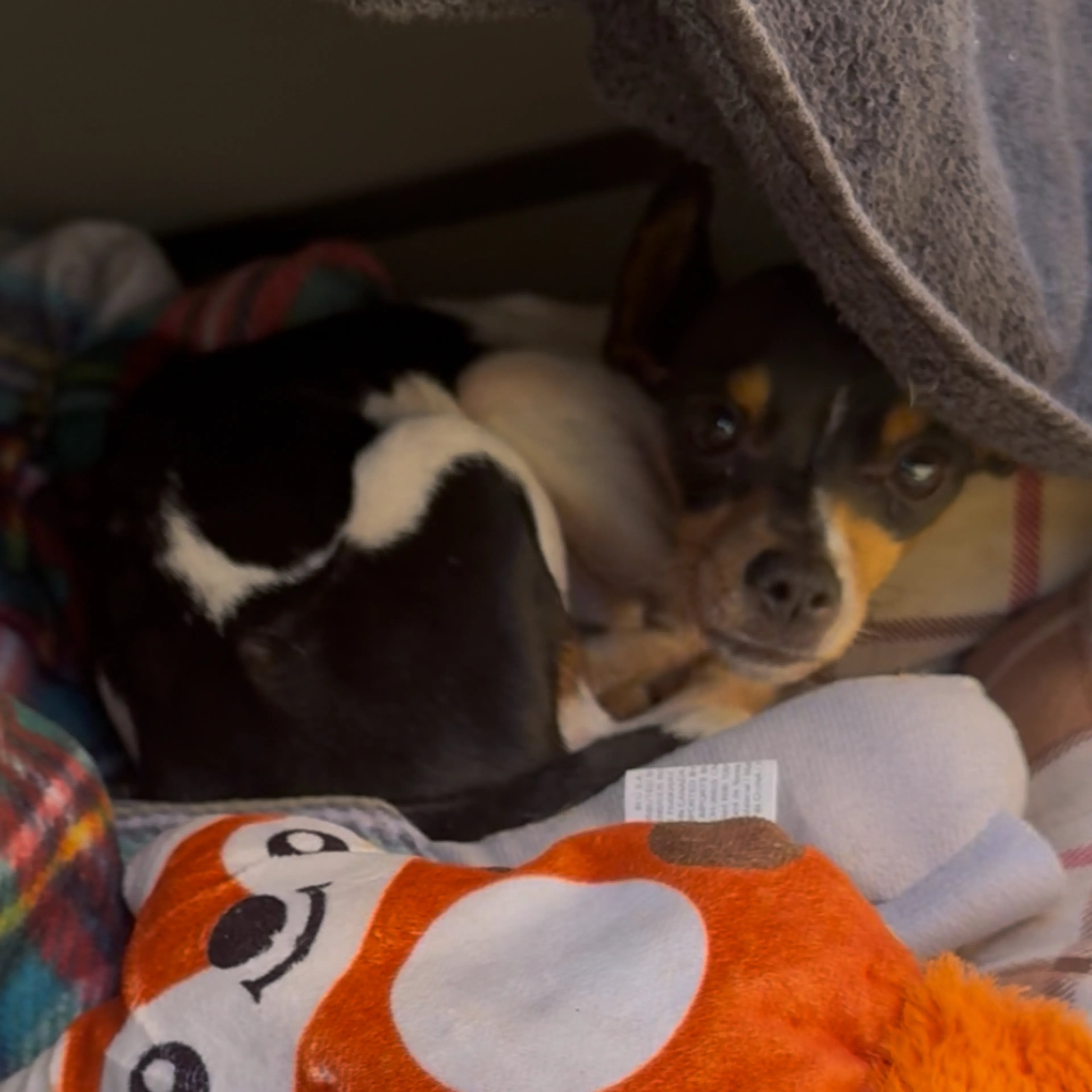 Found pet-1