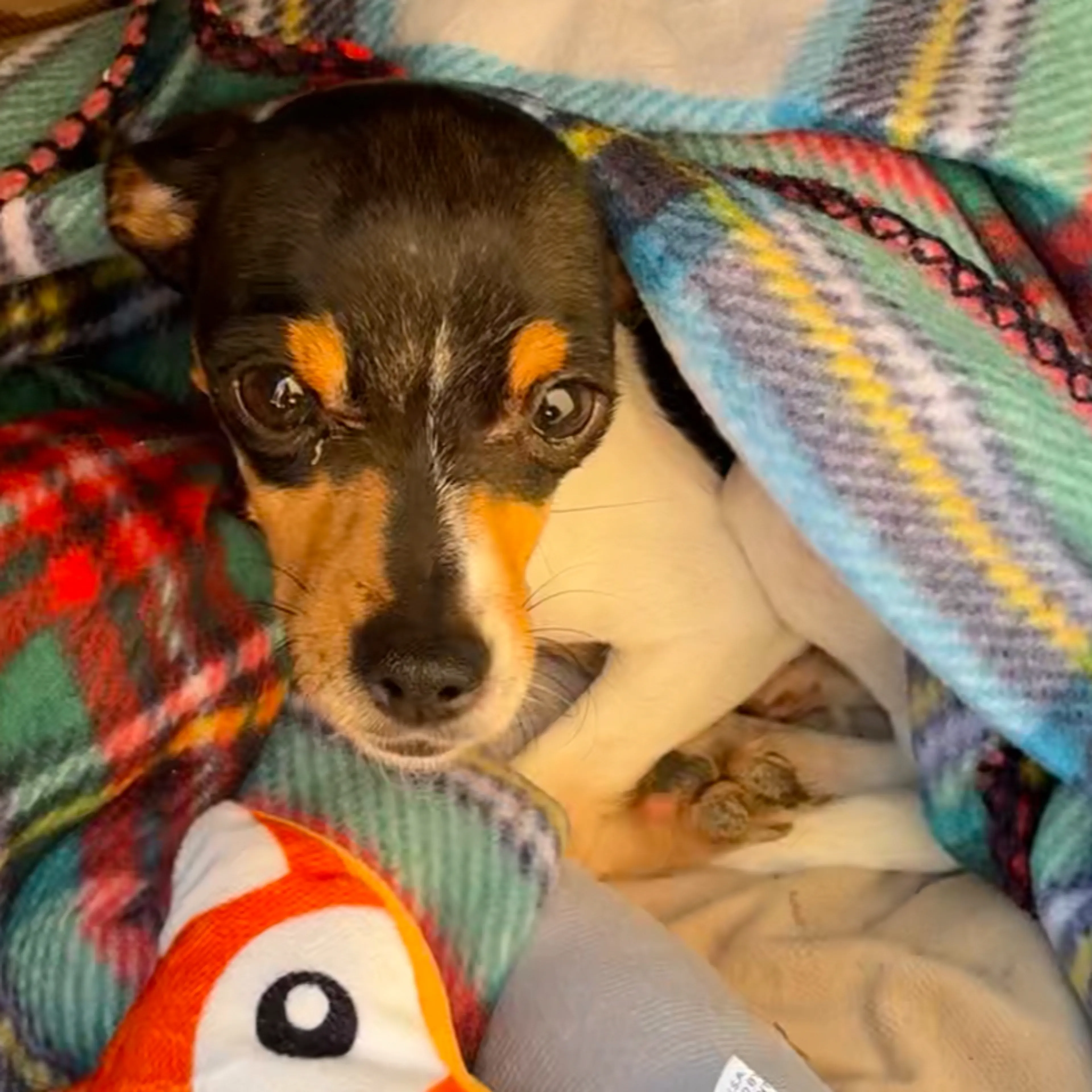 Found pet-0