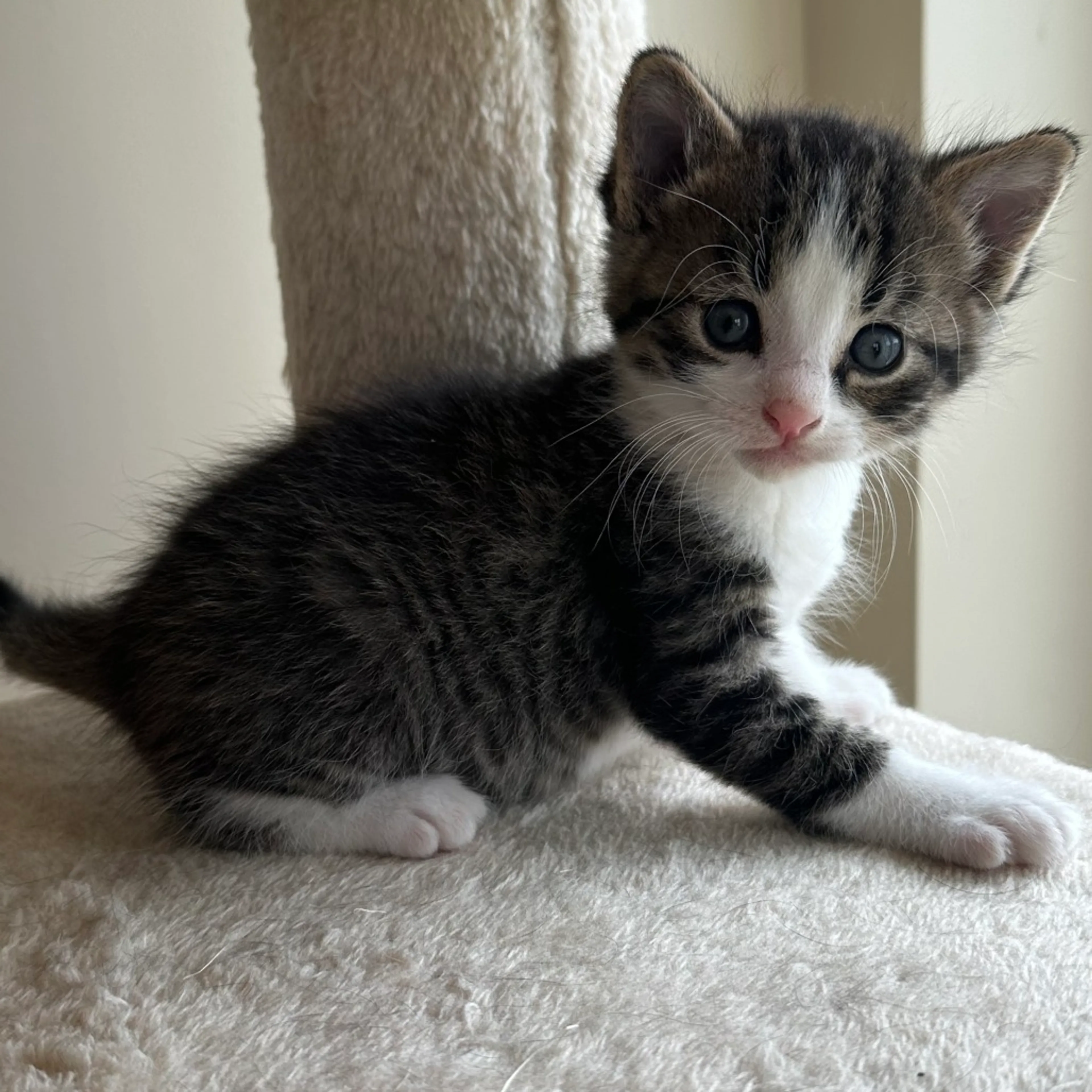 Found pet-0