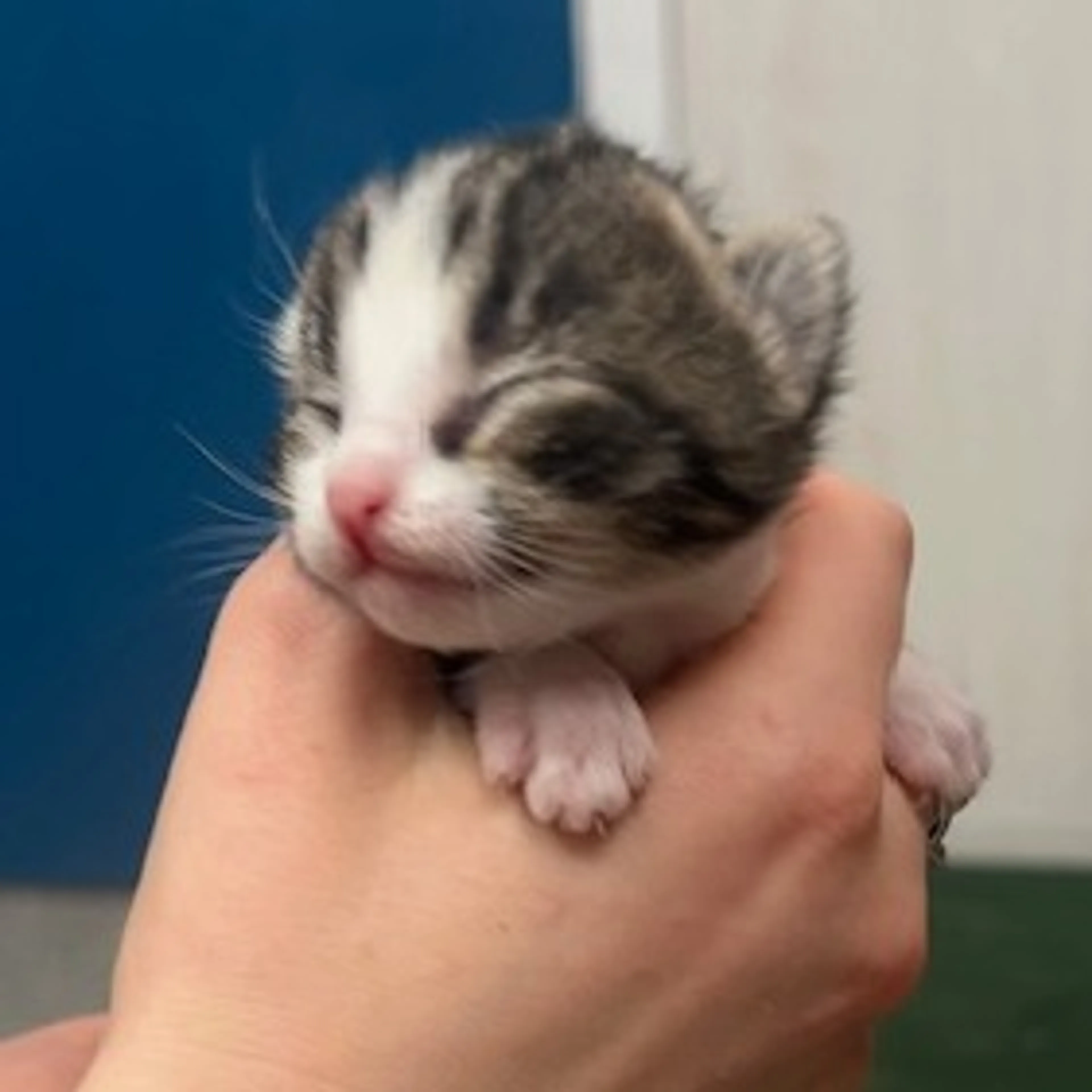 Found pet-2