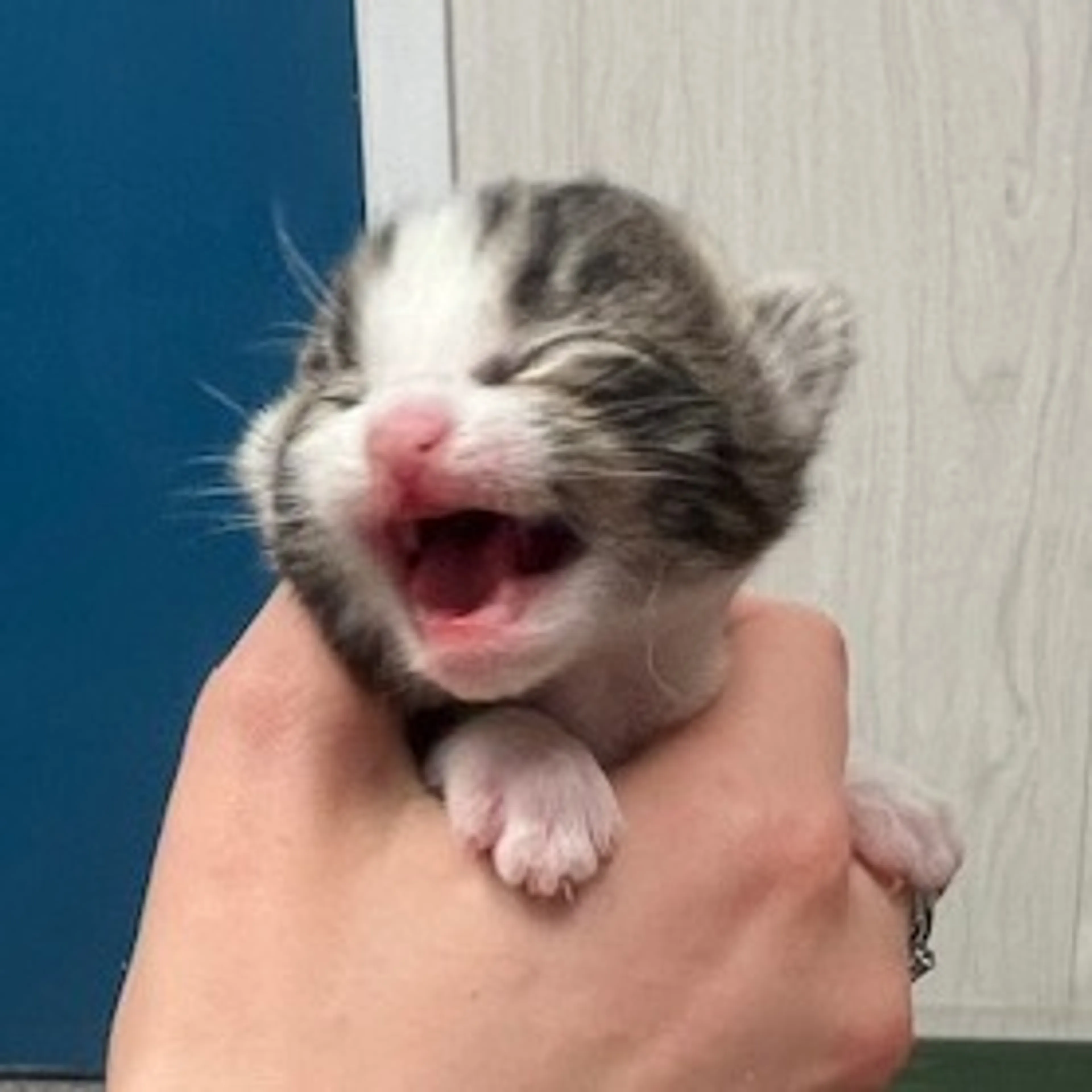 Found pet-1