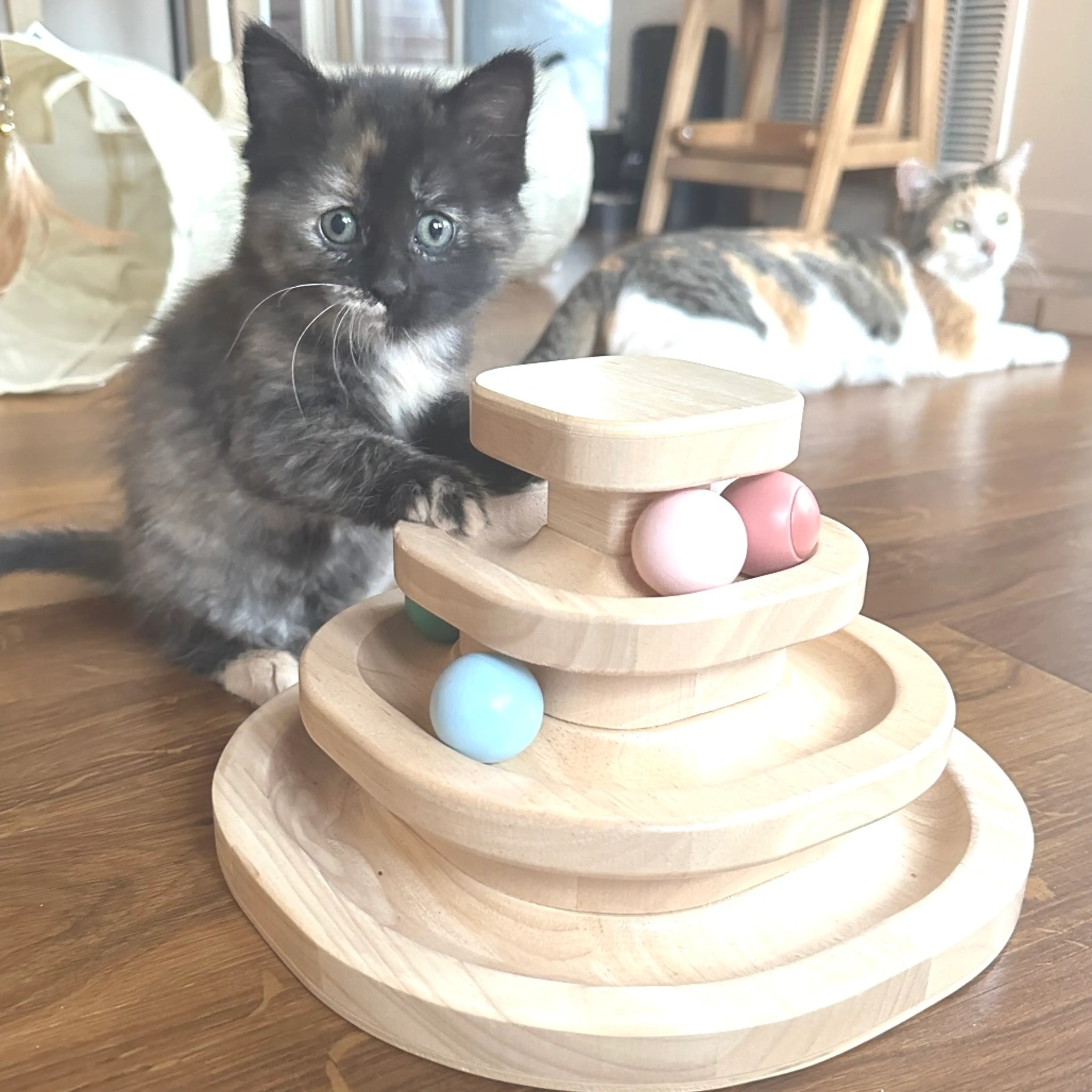 Found pet-3