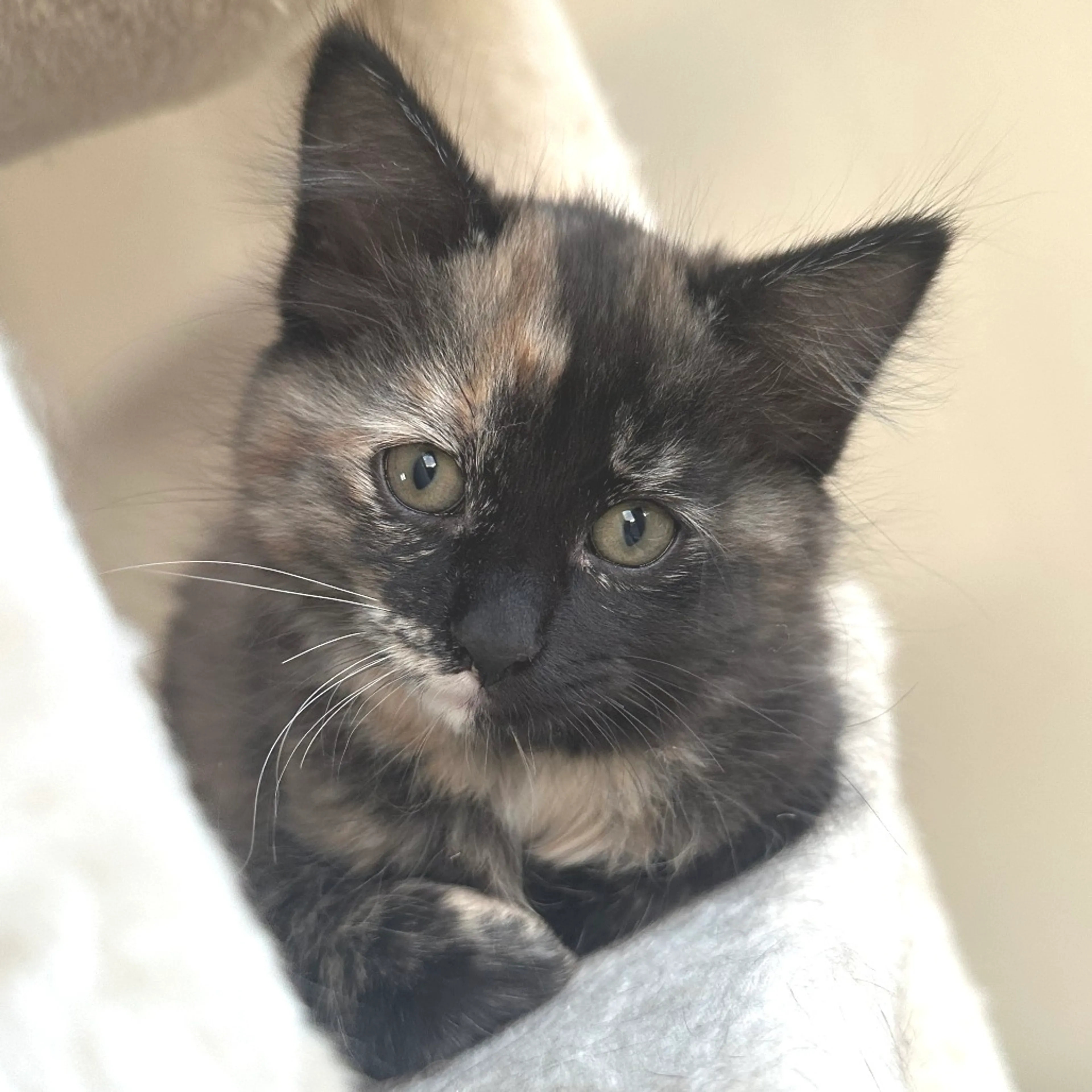 Found pet-0