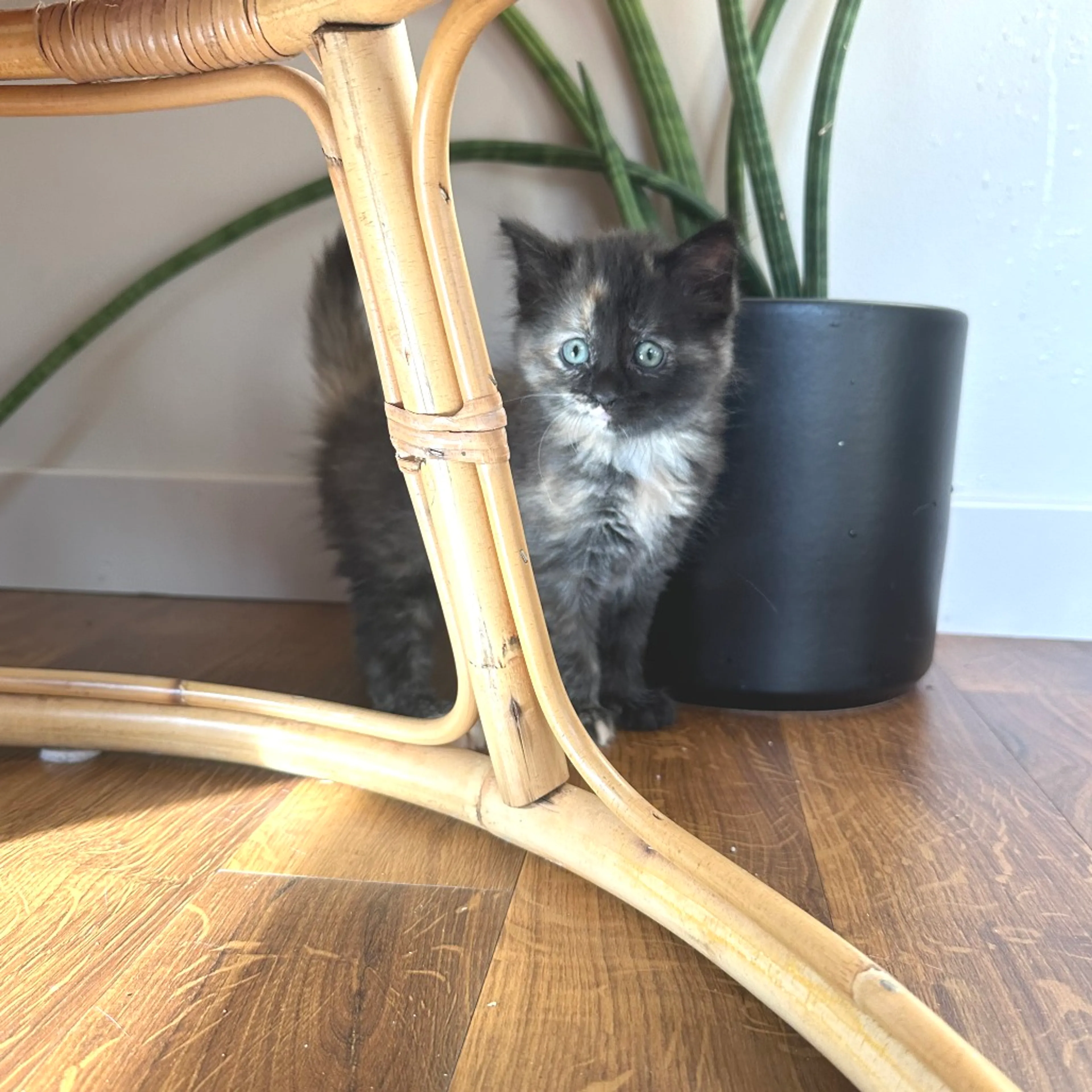 Found pet-4