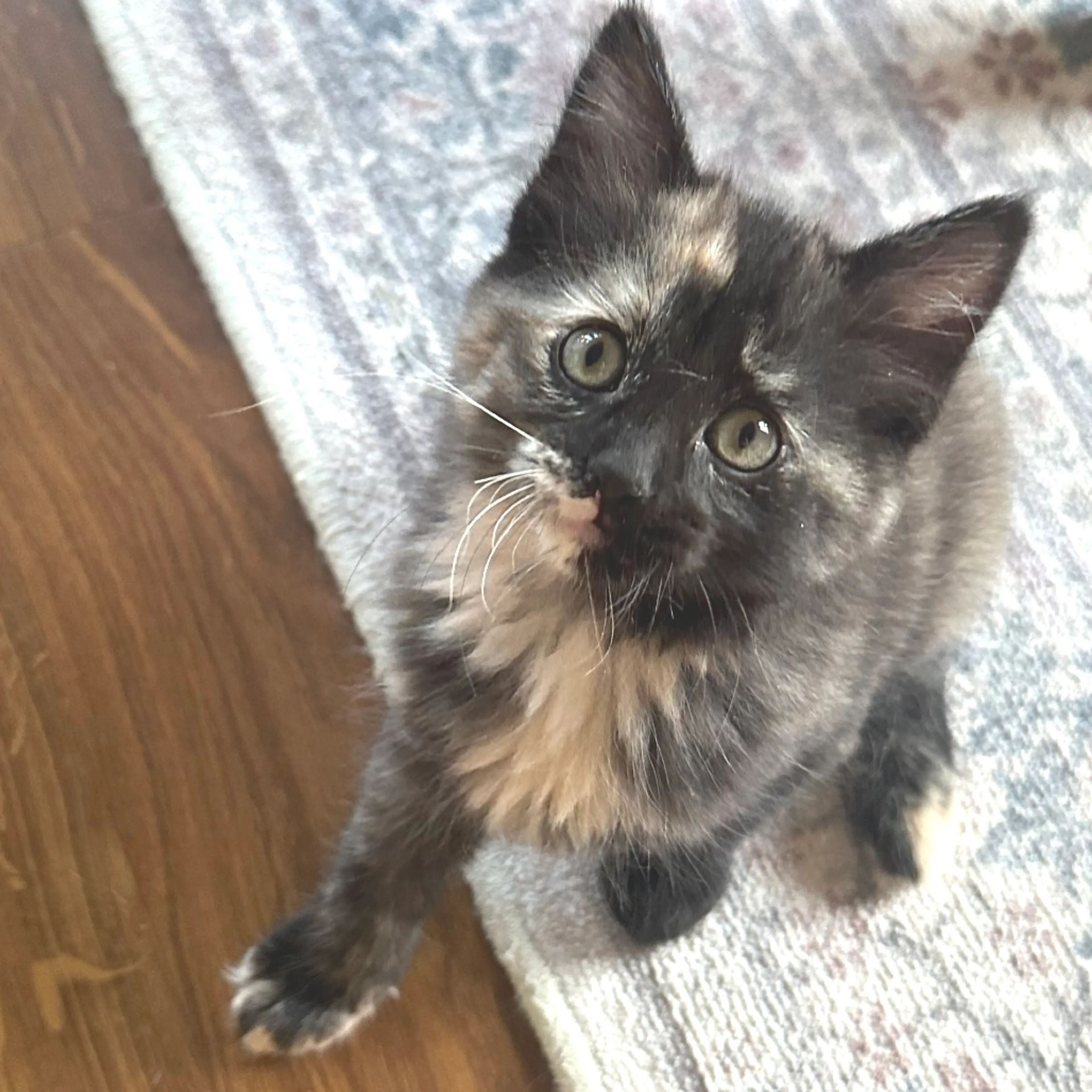 Found pet-2