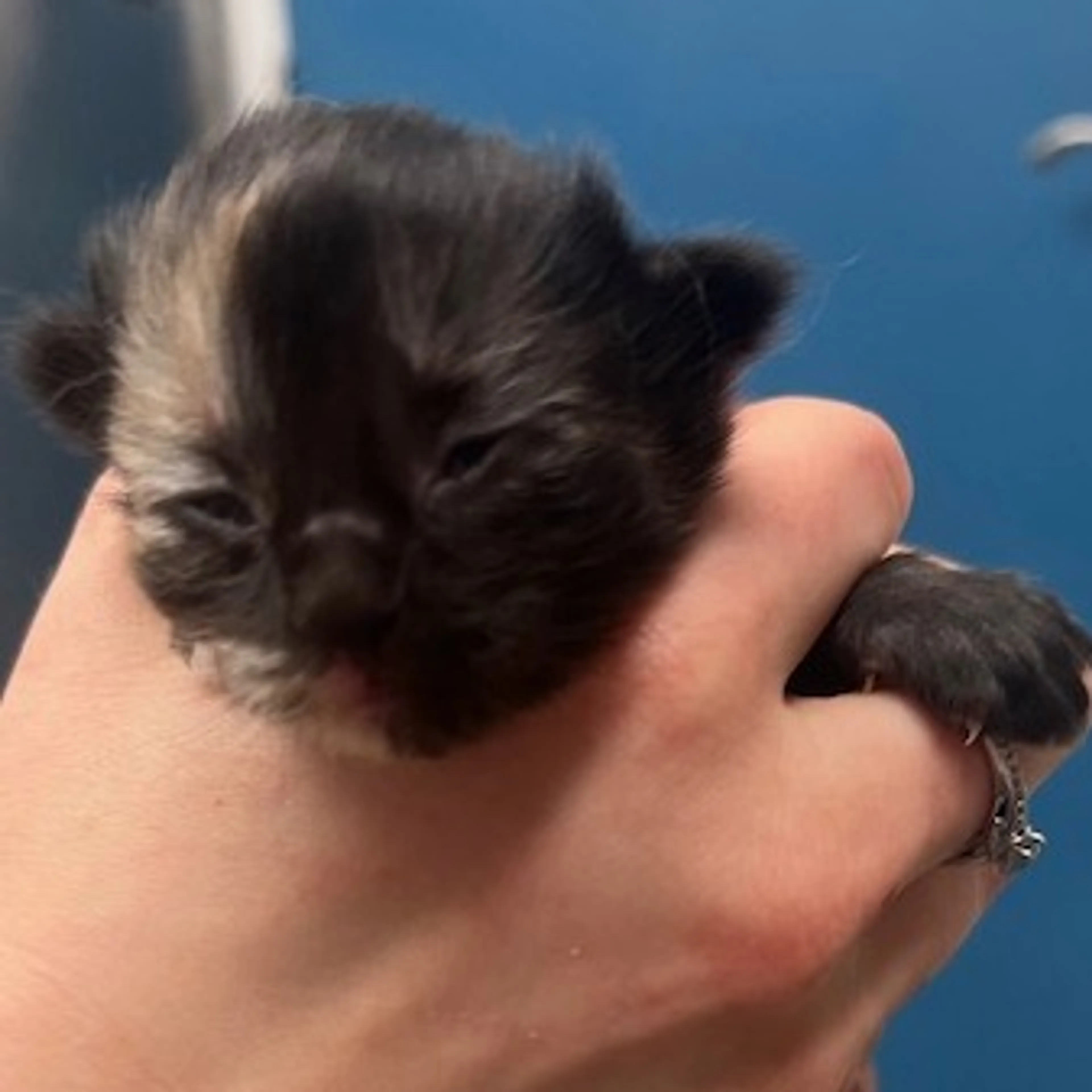 Found pet-1