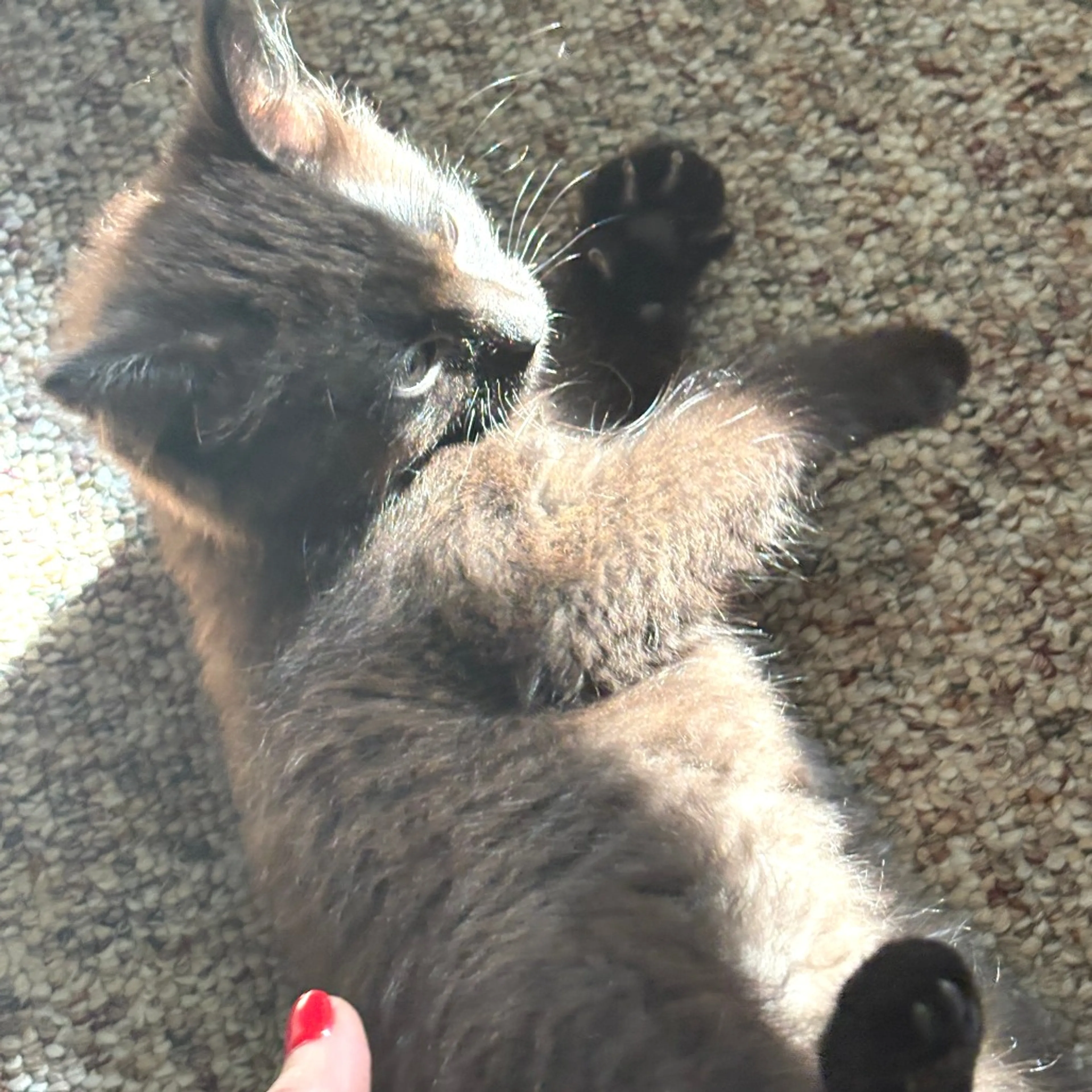 Found pet-0