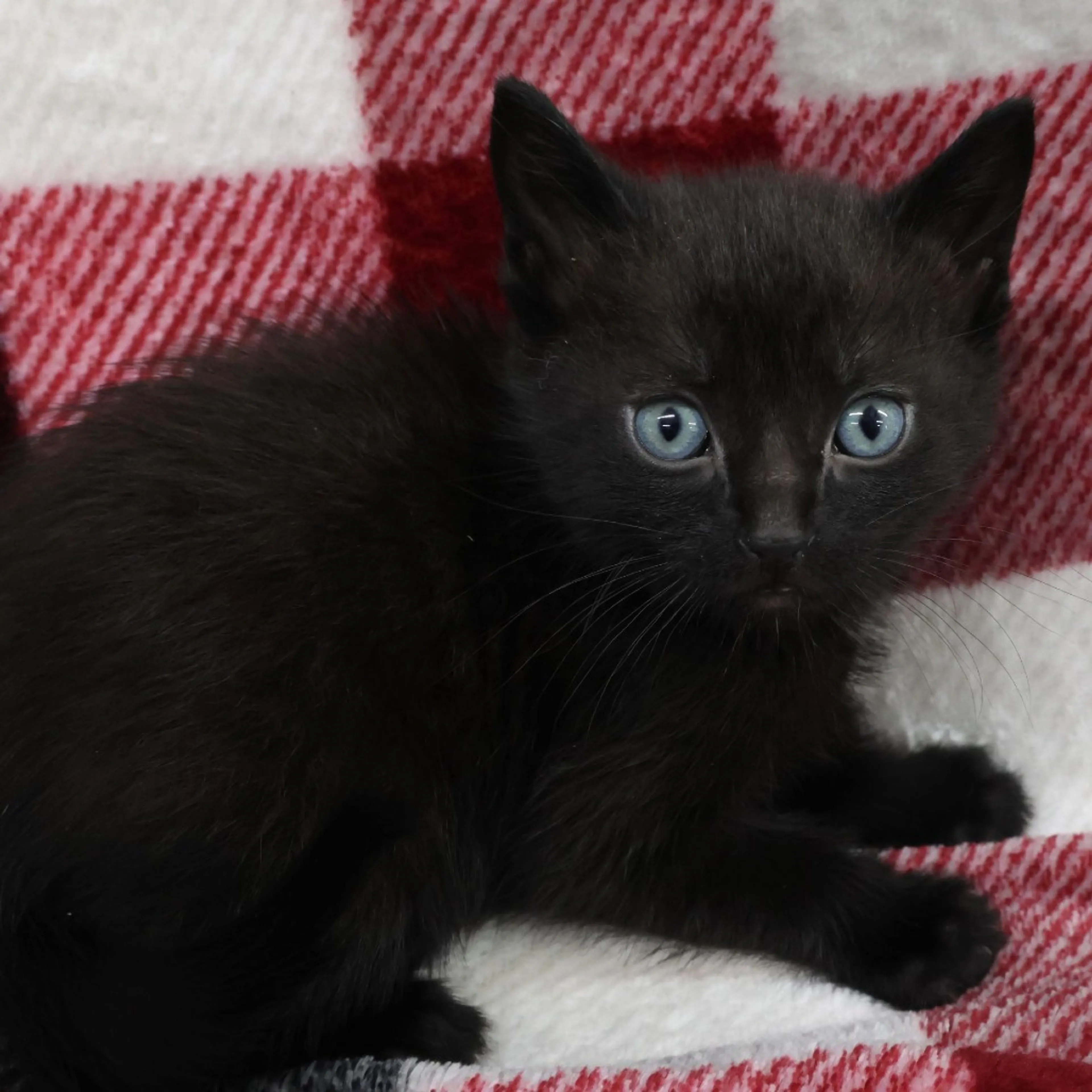 Found pet-1