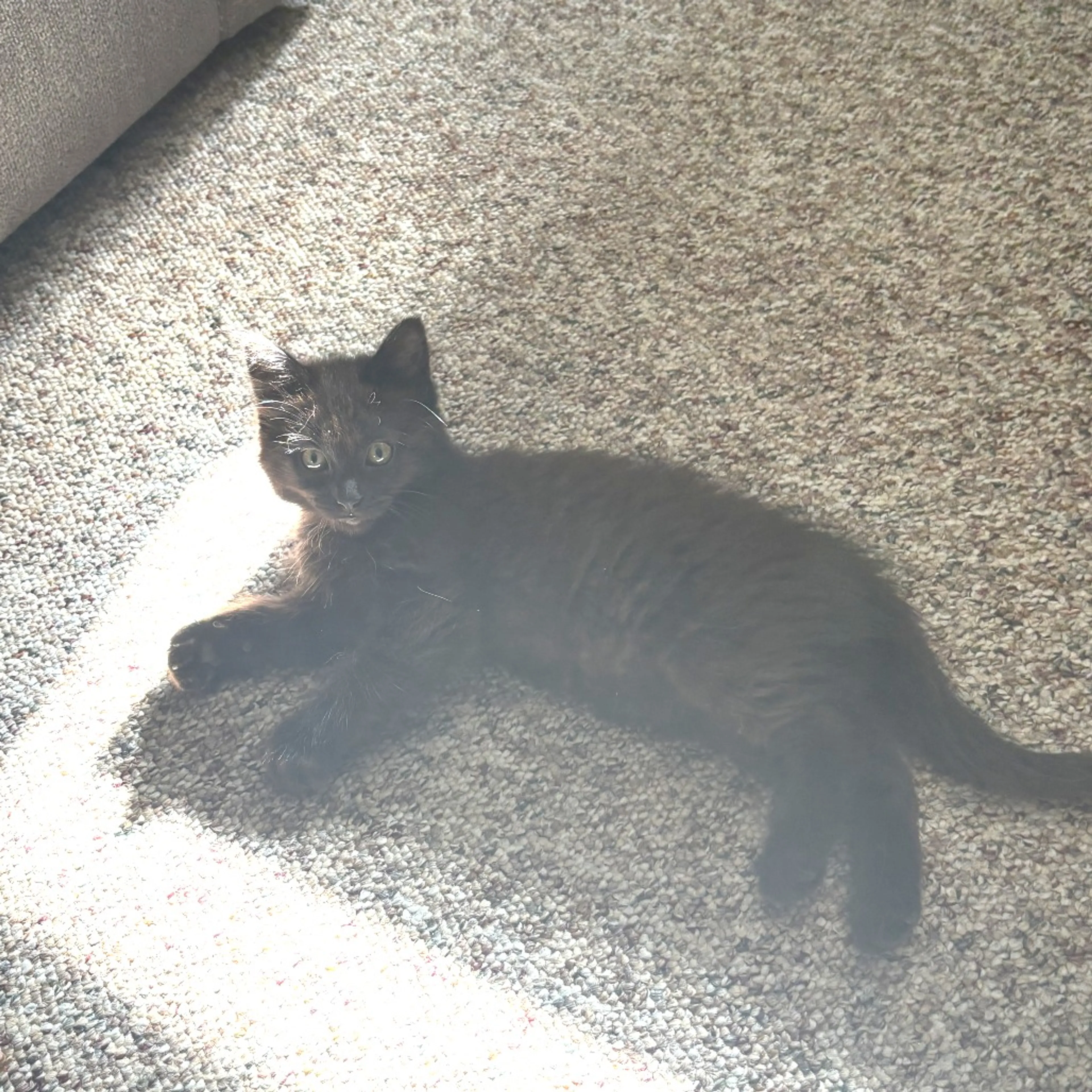Found pet-2