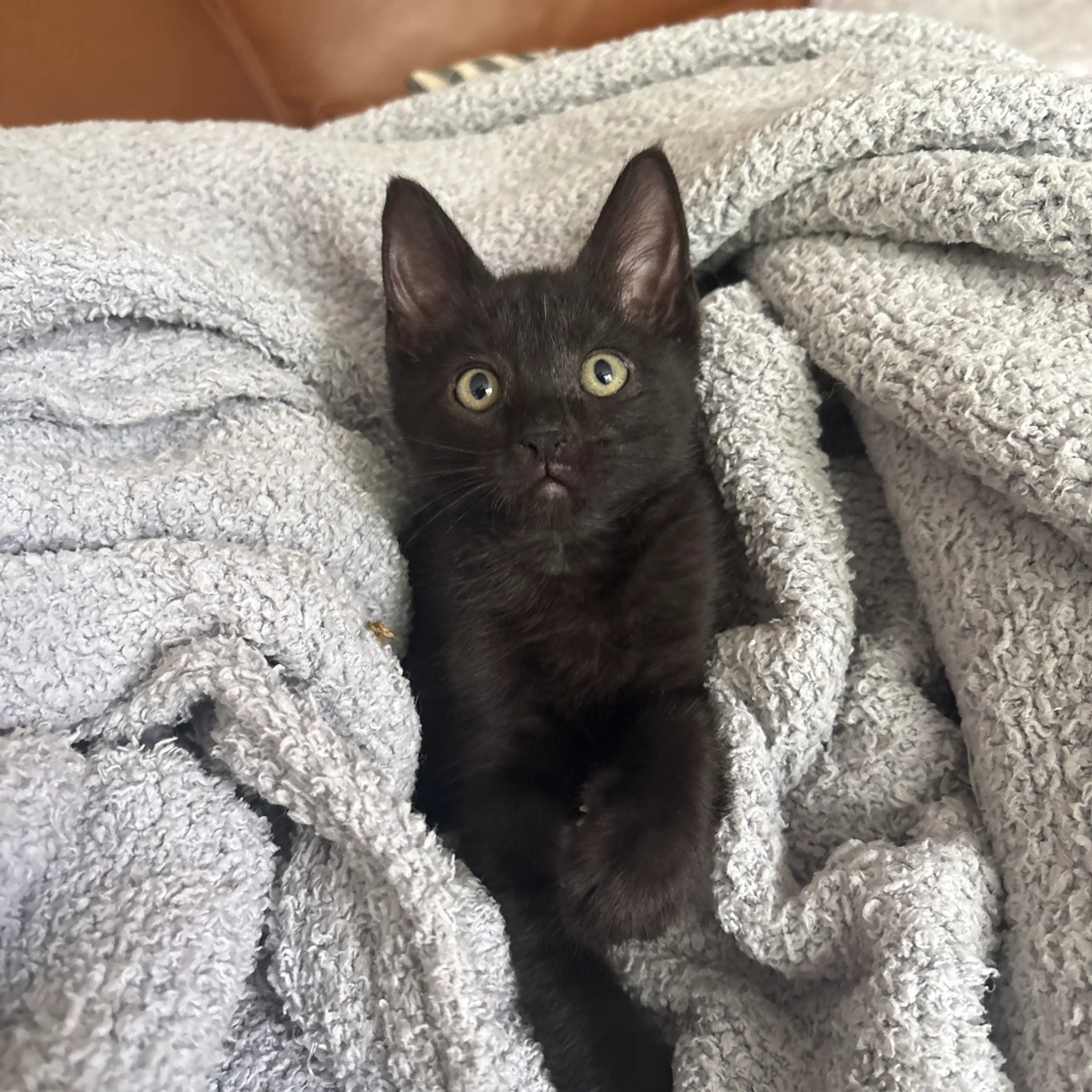 Found pet-3